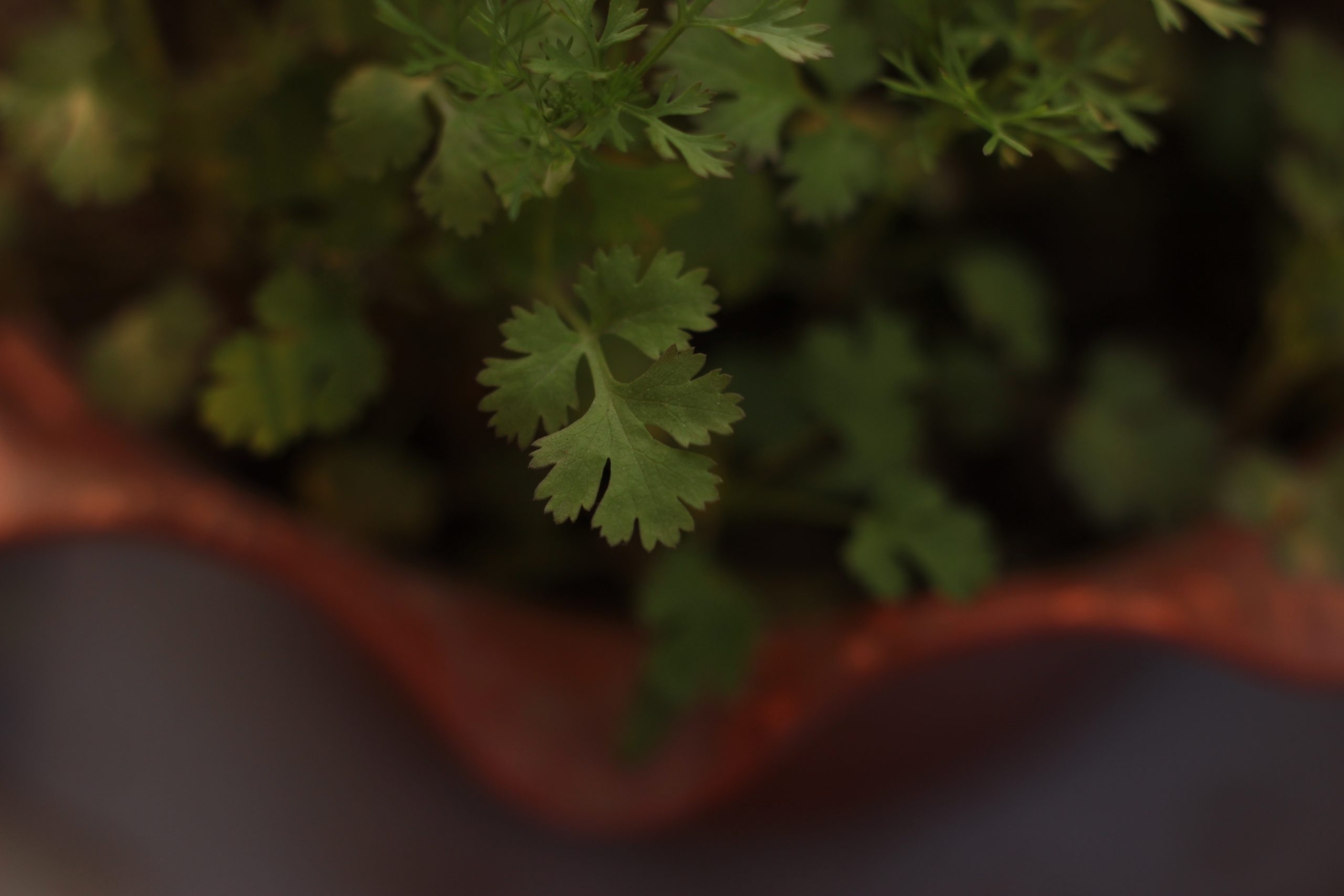 Micro coriander image, Studio art smile, Artistic representation, Miniature plant, 2560x1710 HD Desktop