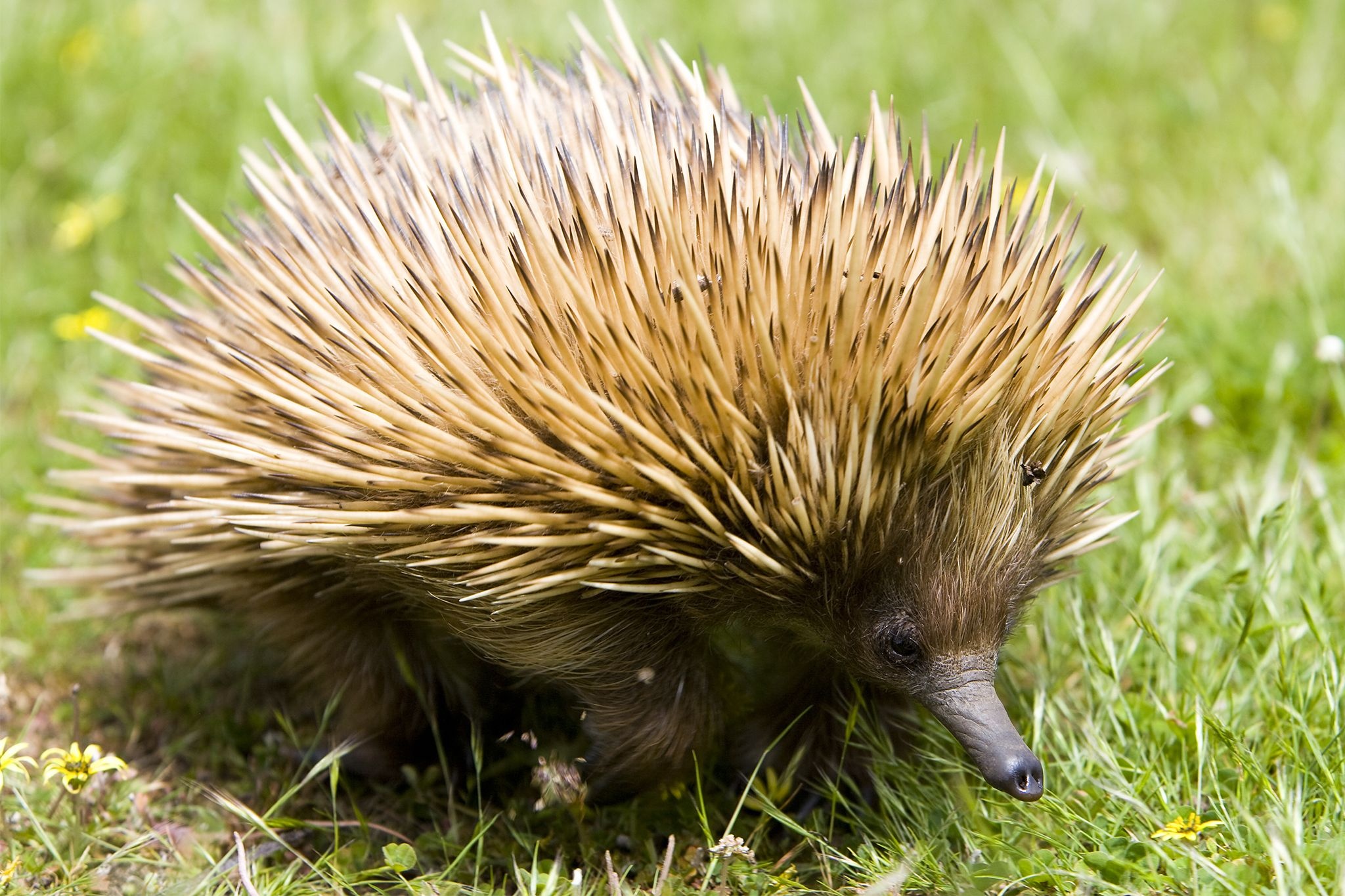 Mysterious echidna, Ancient lineage, Cryptic adaptation, Desktop photo, 2050x1370 HD Desktop