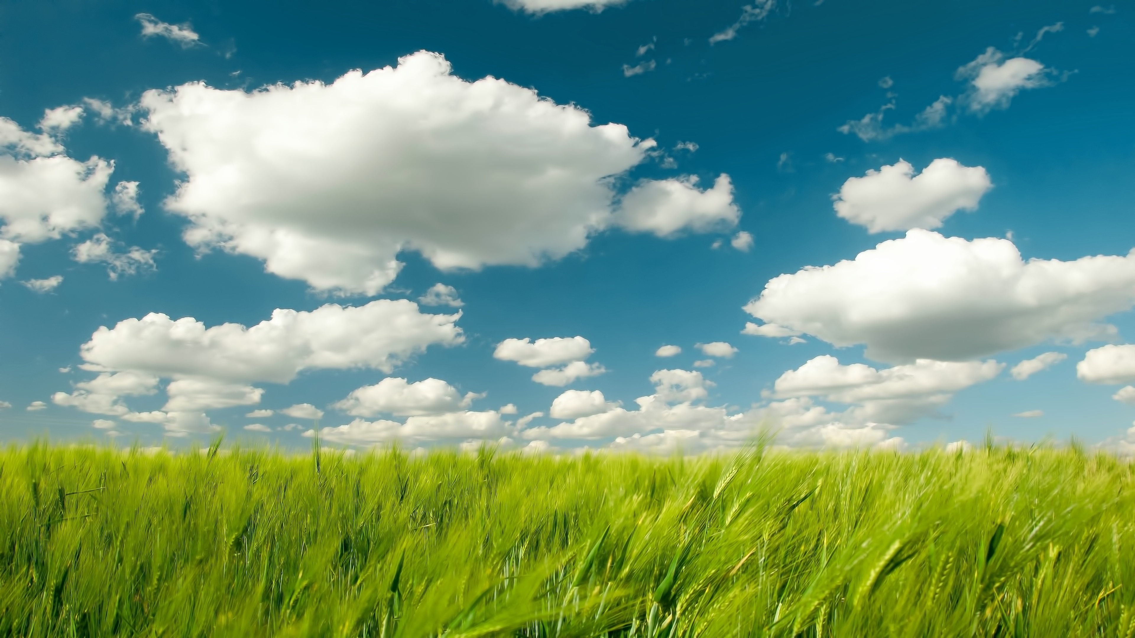 Wheat, Grass and Sky Wallpaper, 3840x2160 4K Desktop