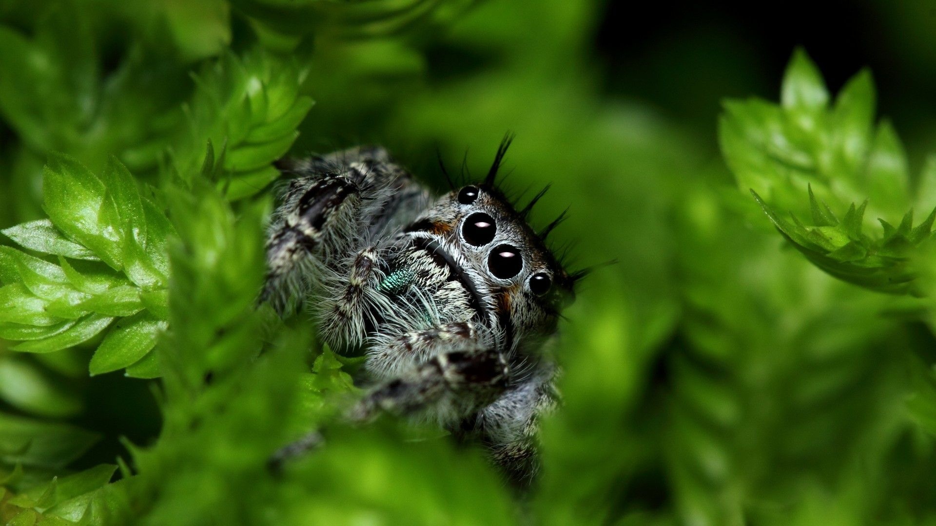 Spider, Spider eyes, HD wallpapers, Visual fascination, 1920x1080 Full HD Desktop