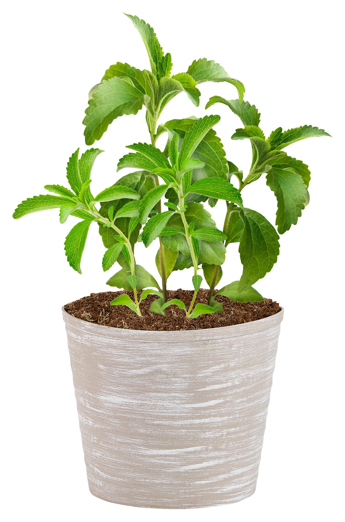 Stevia, Bonnie plants, Foodie fresh, Sweet stevia, 1330x2000 HD Phone