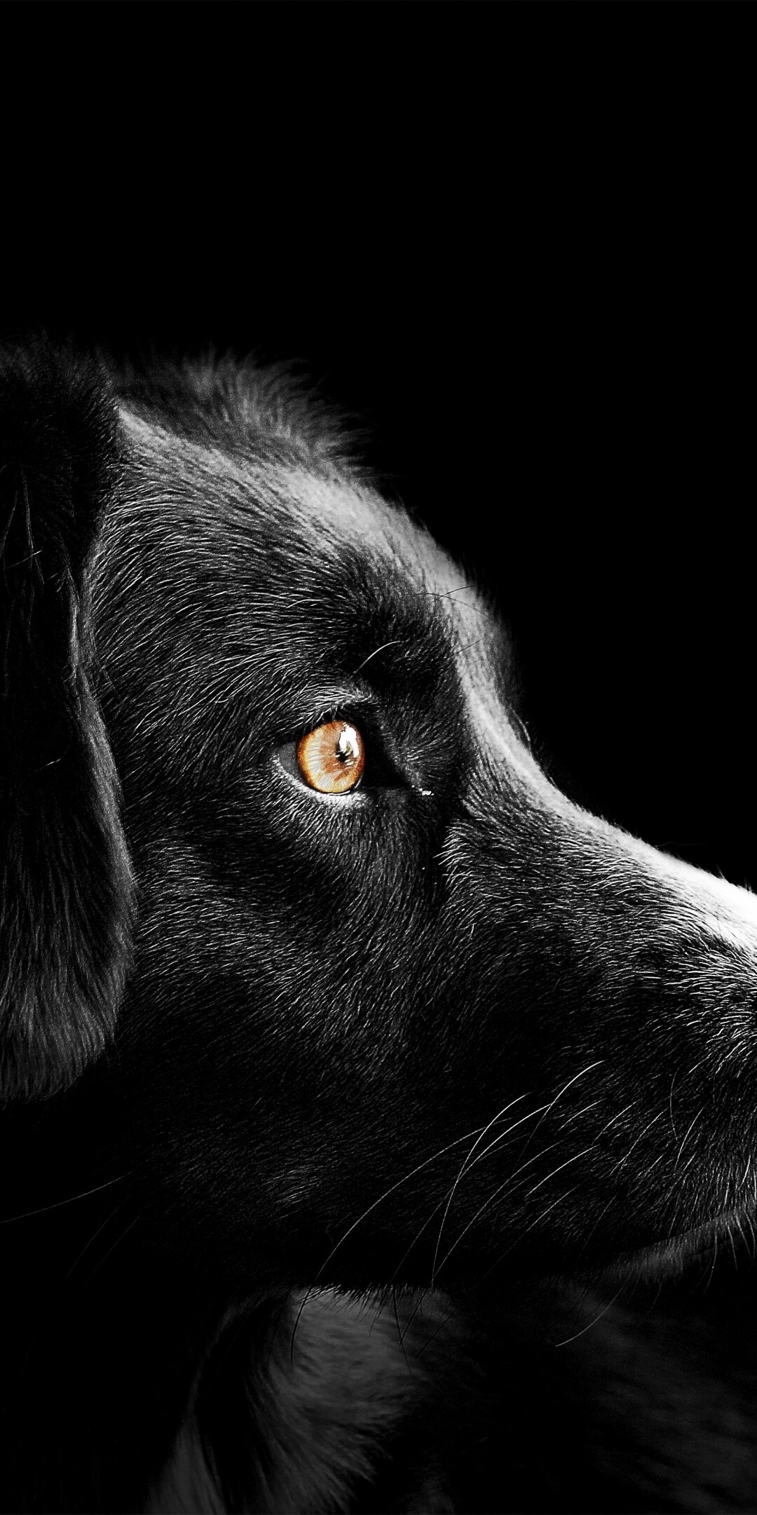 Dog, black dog, dark background, mysterious, 1080x2160 HD Phone