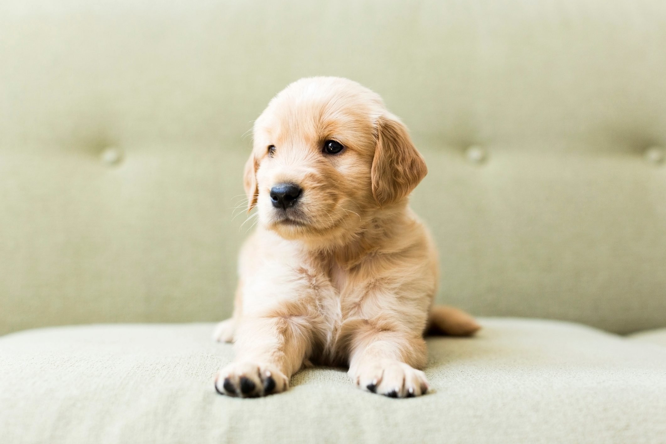 Golden Retriever puppy, Tufted green sofa, Soft indoor portrait, HD Desktop wallpaper