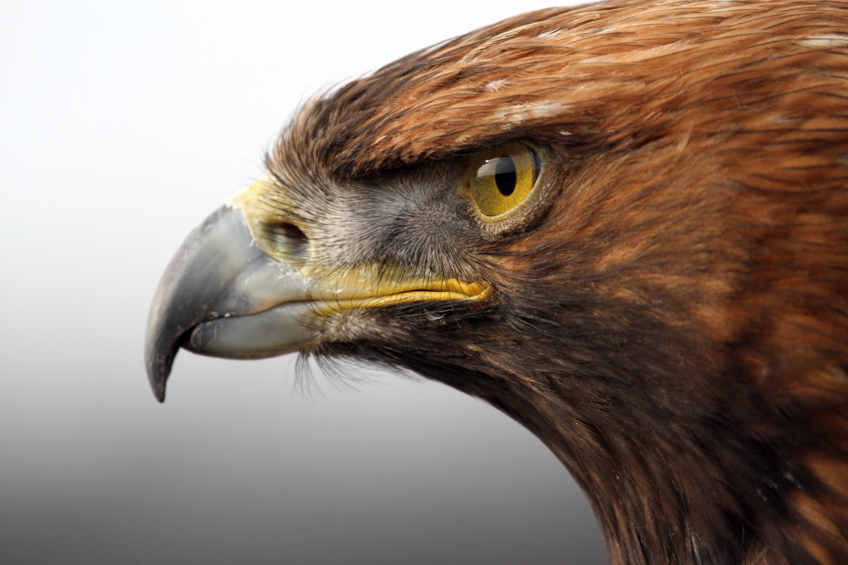 Golden eagle tribute, Tracing the wilderness, HD beauty, American pride, 2800x1870 HD Desktop