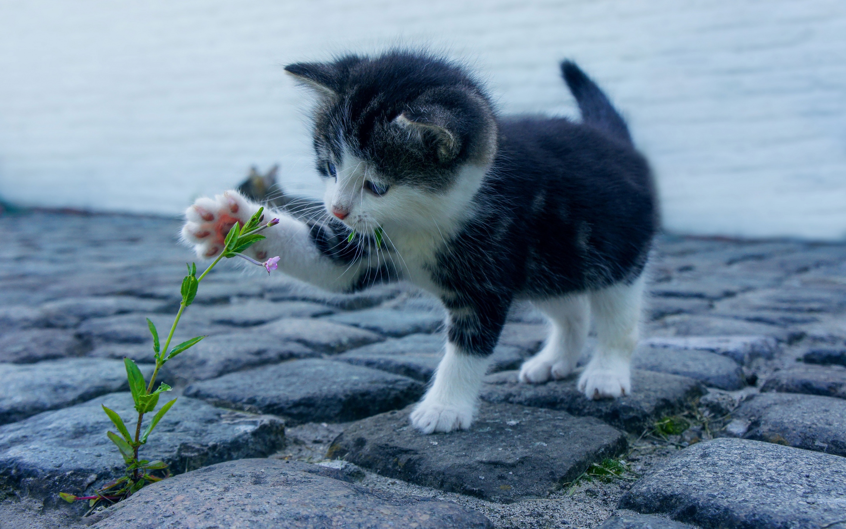 black and white kitten, small pink wildflower sprout, cobblestone pavement, HD Desktop wallpaper