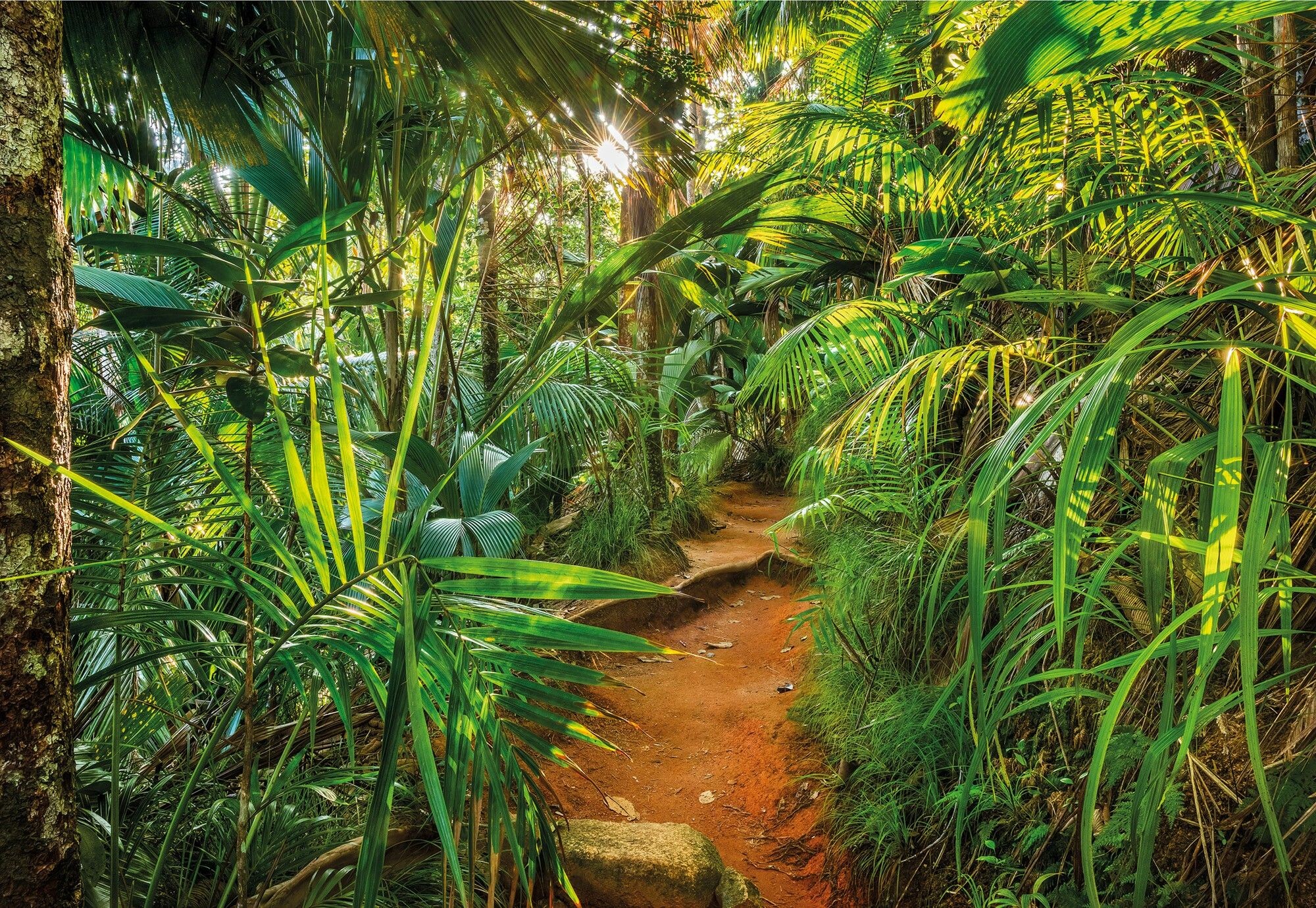 Wallpaper jungle, Diverse vegetation, Enchanting landscapes, Tropical paradise, 2000x1380 HD Desktop