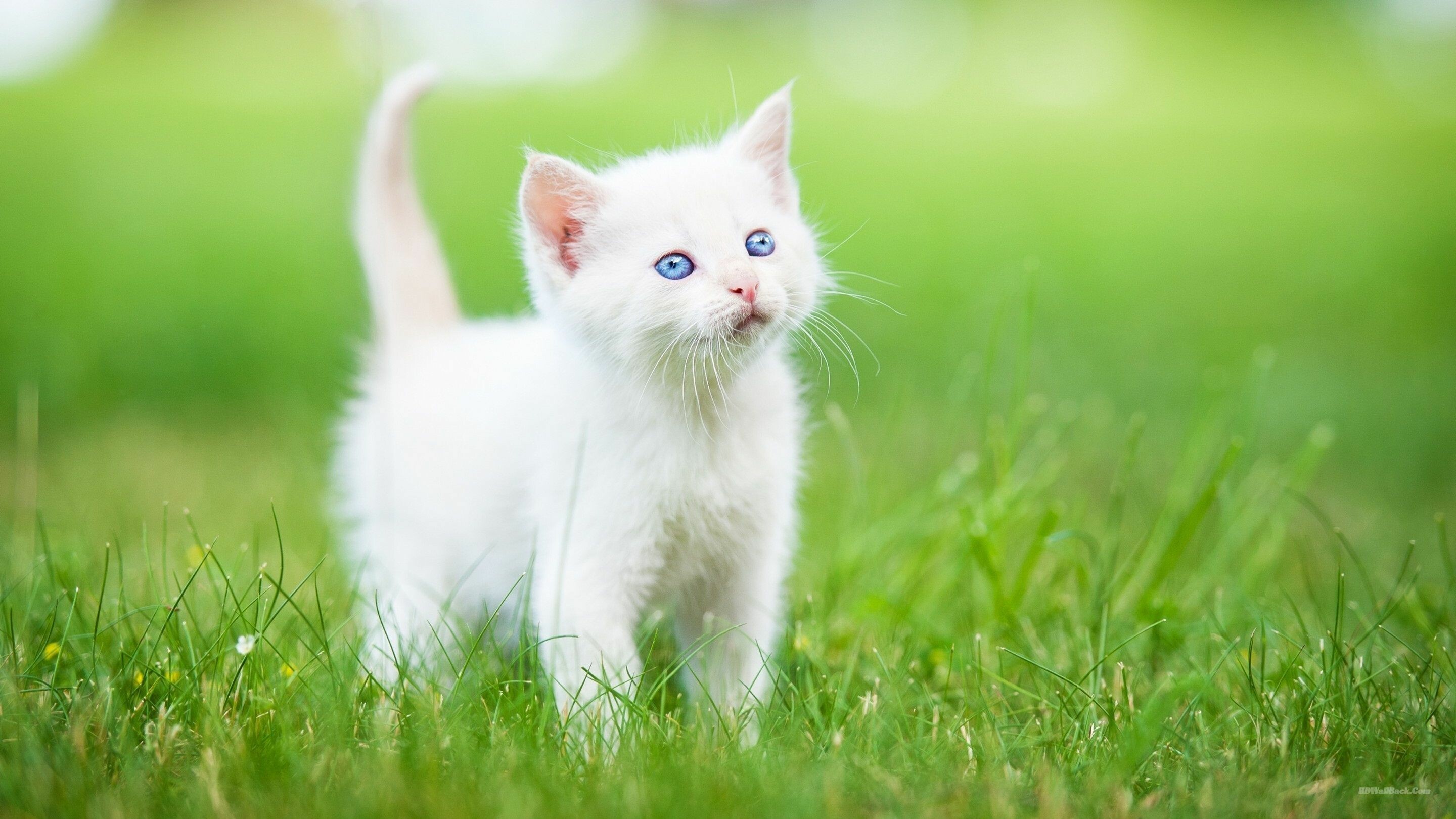 White kitten fascination, Snowy wonder, Innocent gaze, Ethereal beauty, 2880x1620 HD Desktop