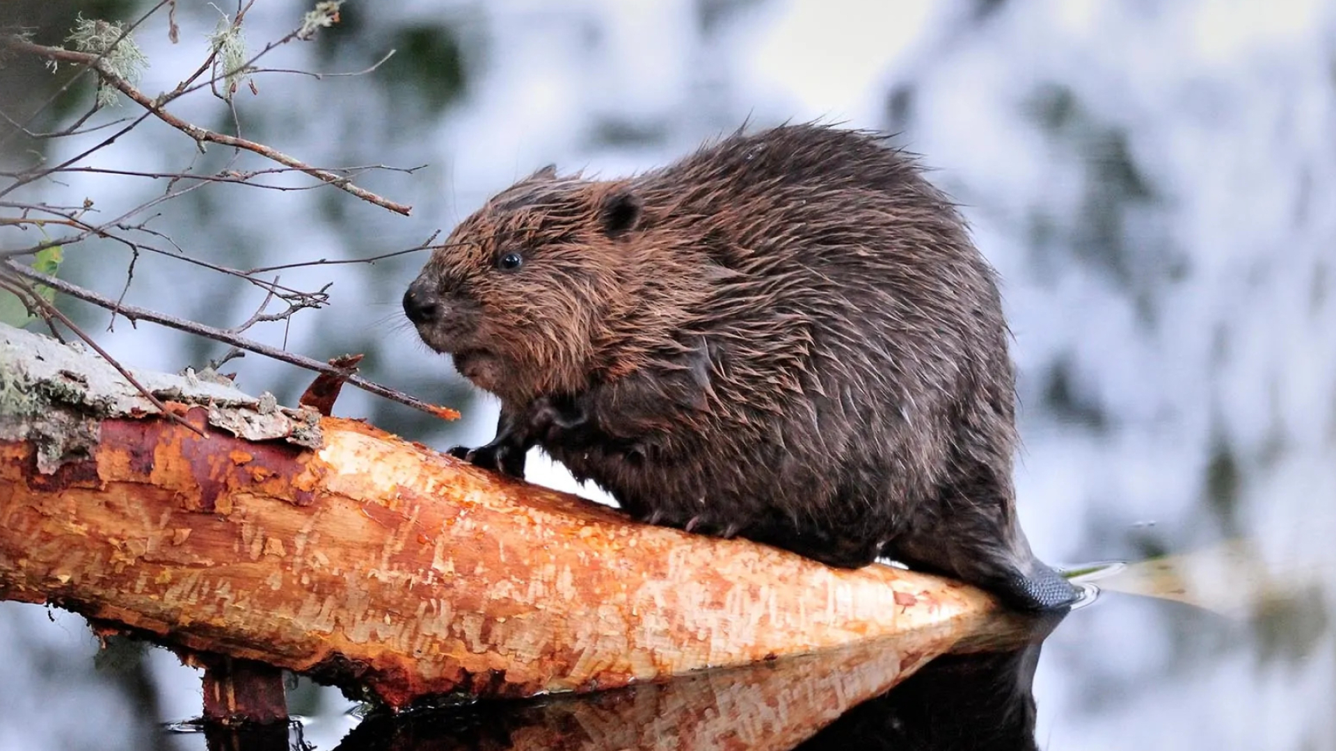 Beaver, Mythology and folklore, 1920x1080 Full HD Desktop