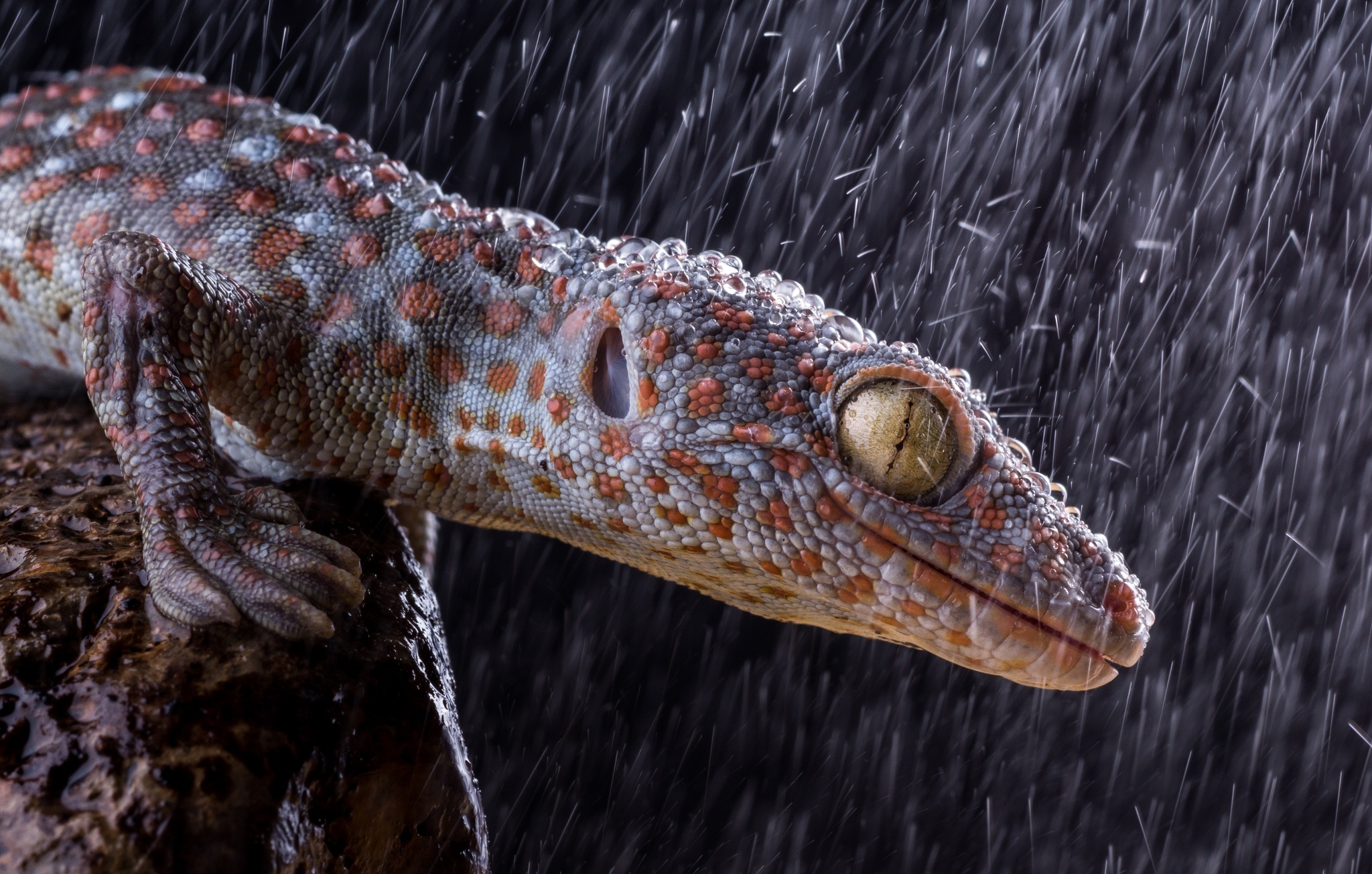 Tokay gecko amazement, Vibrant reptile, Eye-catching wallpaper, Background gem, 2050x1310 HD Desktop