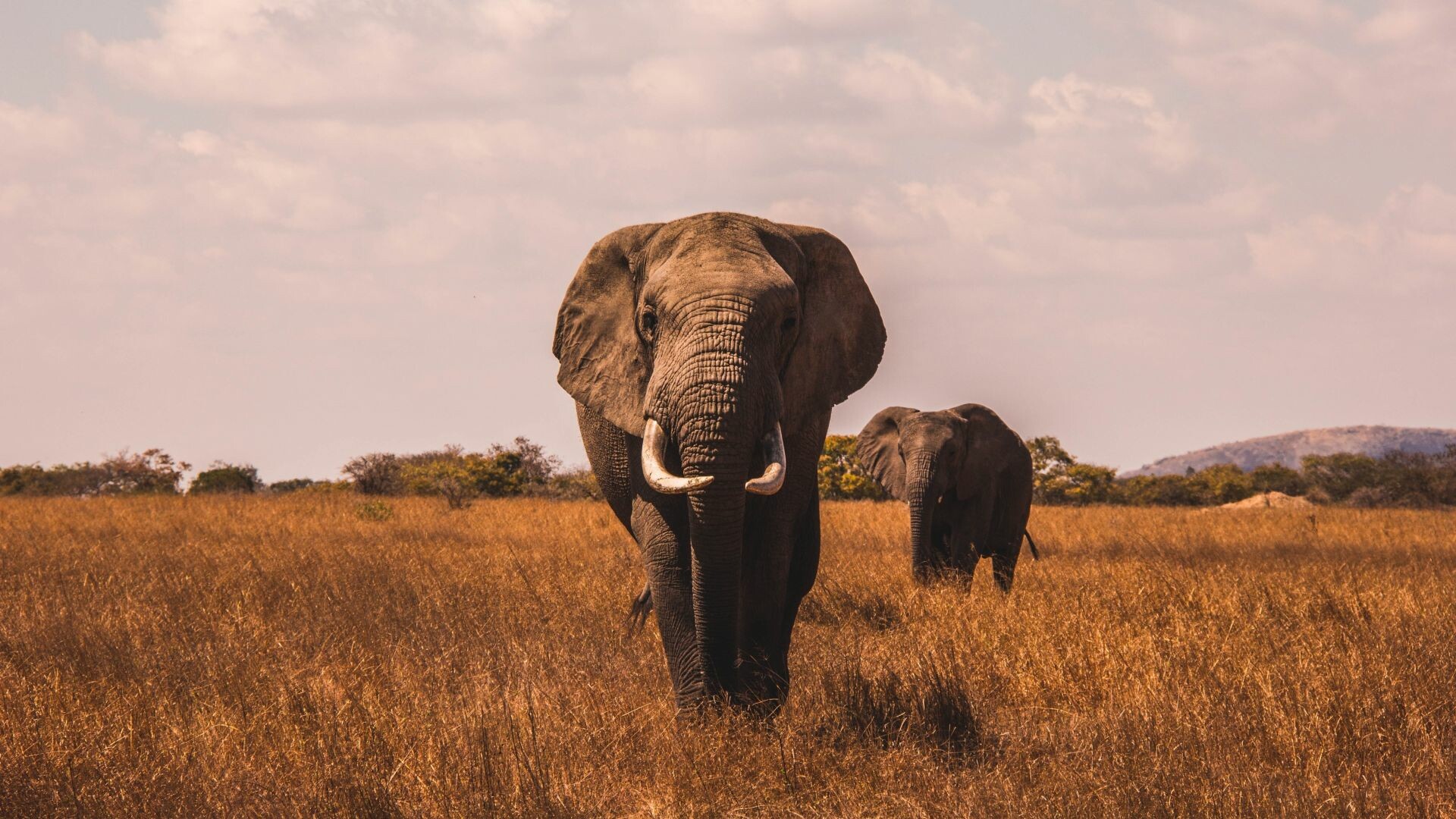 Elephant herd, Majestic mammals, Serene landscapes, Grassland beauty, 1920x1080 Full HD Desktop