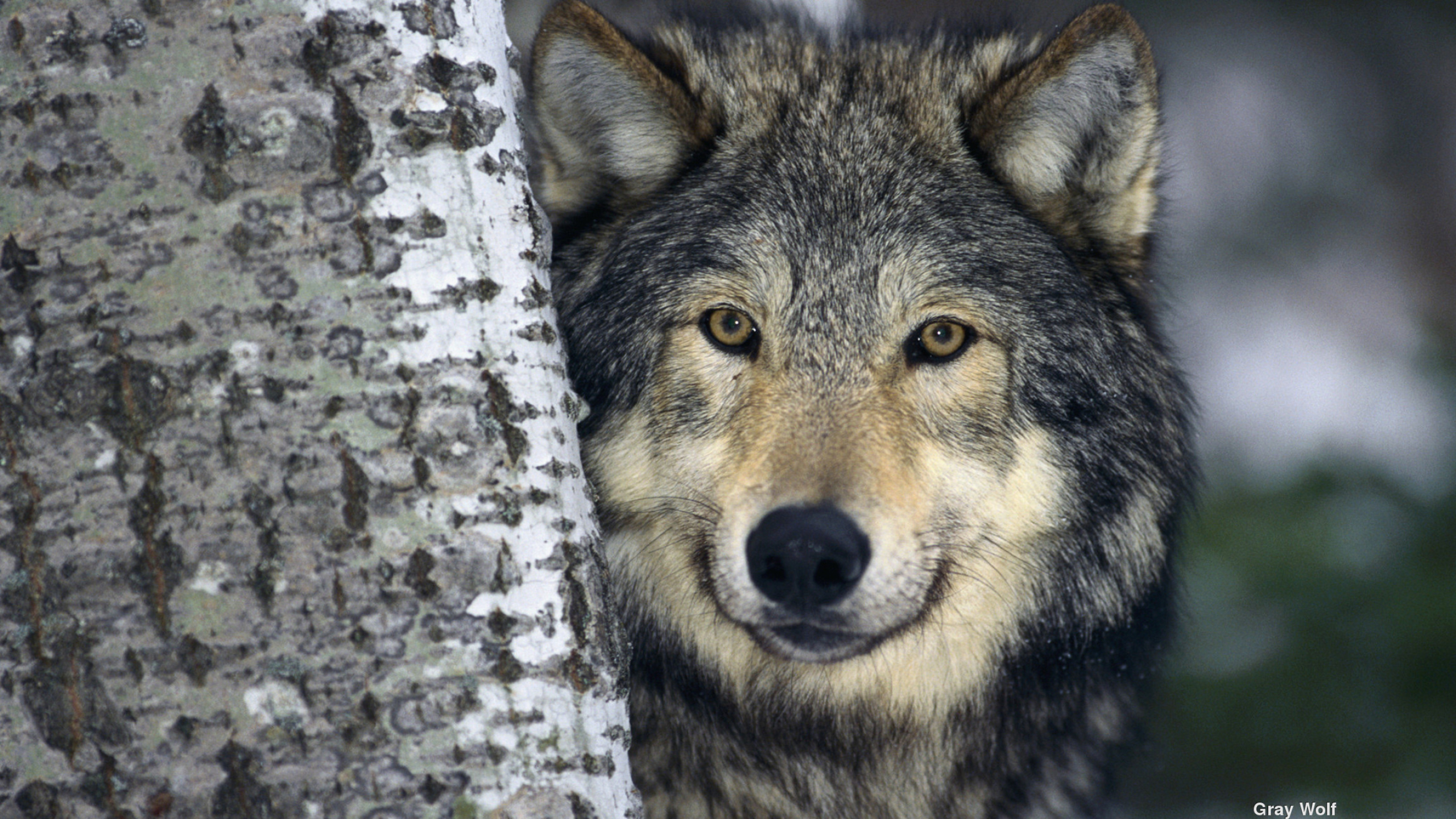 Gray Wolf, HD wallpaper, Background image, 2560x1440 HD Desktop