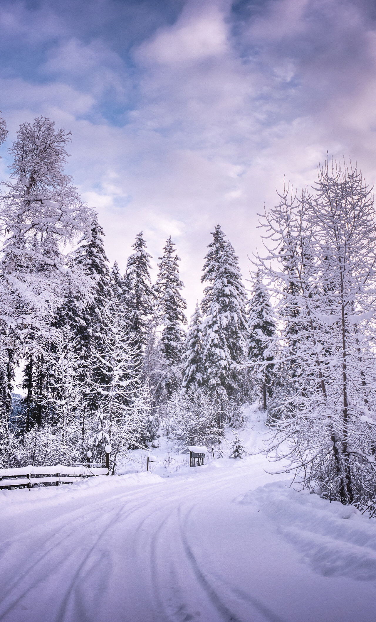 Winter road, Snowy trees, White beauty, Serene landscapes, 1280x2120 HD Phone