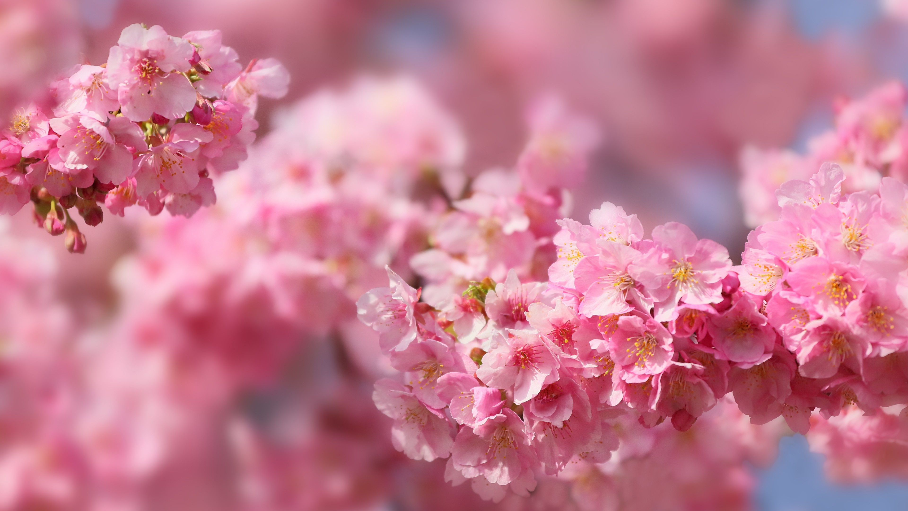 Pink sakura blossom branch, Blooming cherry tree petals, Soft spring bokeh background, 4K Desktop wallpaper