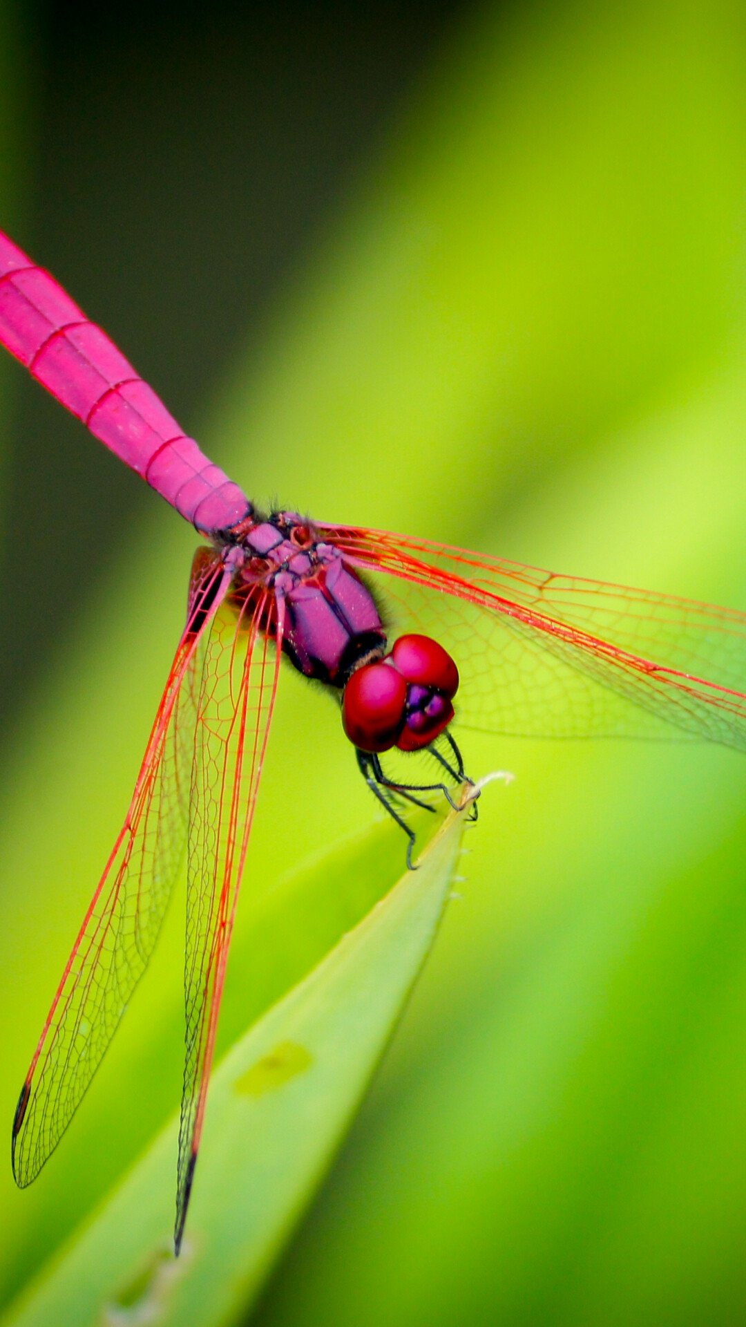 Dragonfly on green, iPhone wallpaper, Captivating background, Eye-catching creature, 1080x1920 Full HD Phone