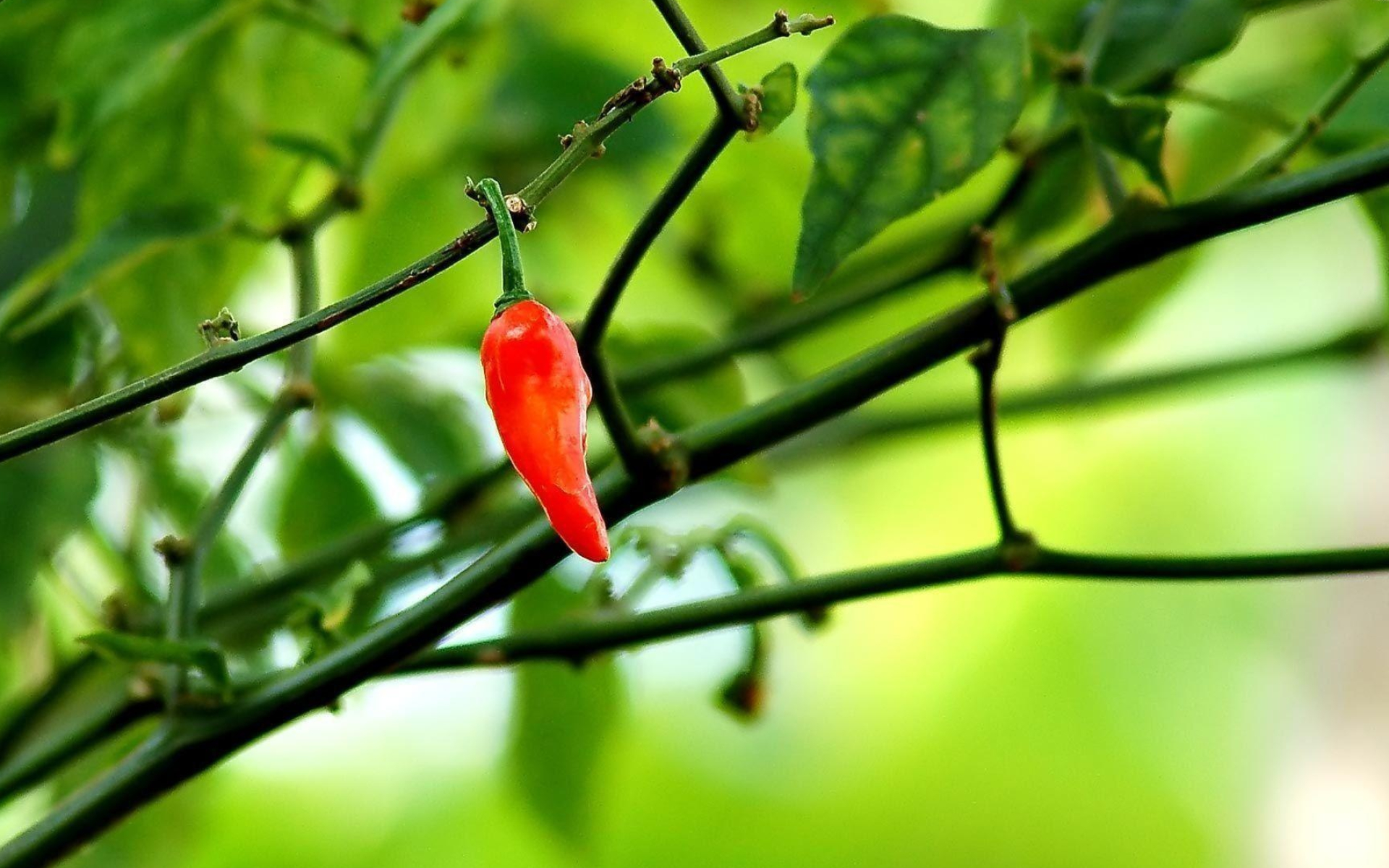 Capsaicin explosion, Chili wallpapers, Spicy temptation, Zesty ingredient, 1920x1200 HD Desktop