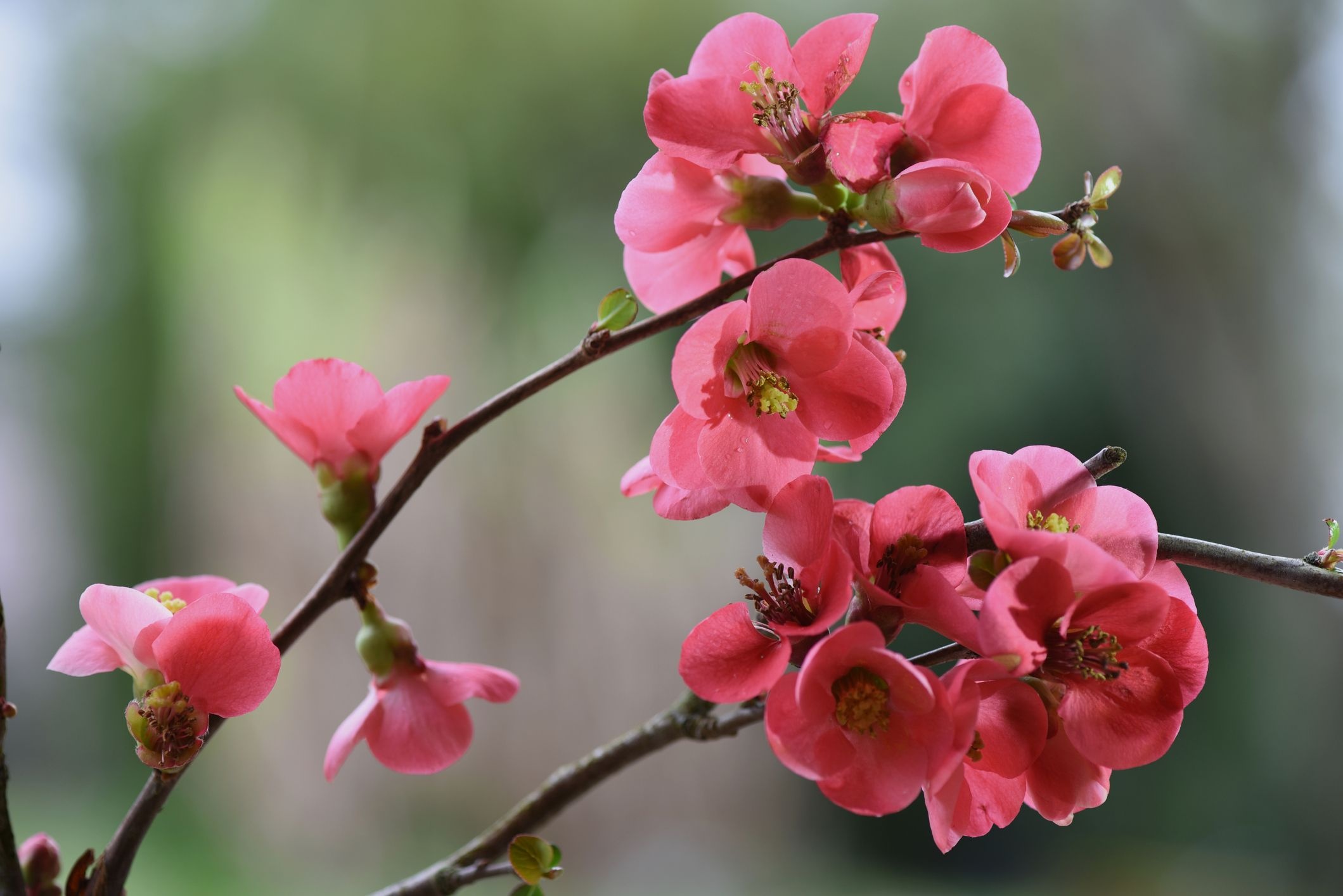 pink flowering quince blossoms, woody blooming branches, soft green garden bokeh, HD Desktop wallpaper