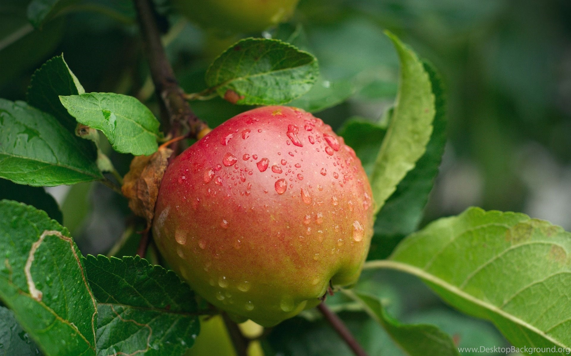 Apple plant wallpaper, Desktop background, Christopher Thompson, Nature's delight, 1920x1200 HD Desktop