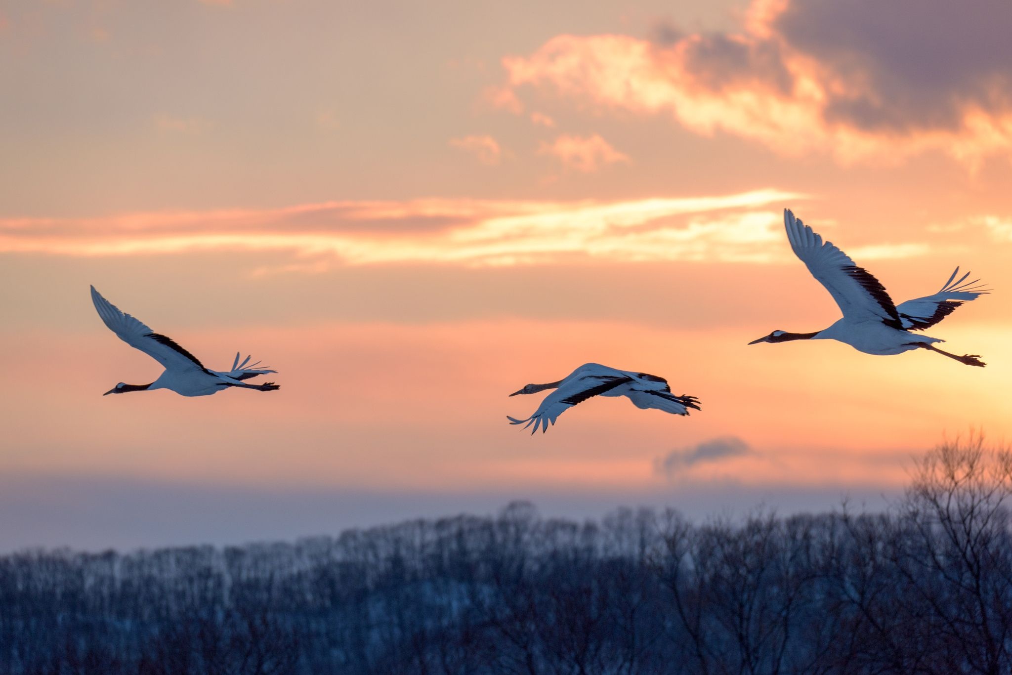 Cranes, Beautiful birds, Pet birds, Bird photography, 2050x1370 HD Desktop