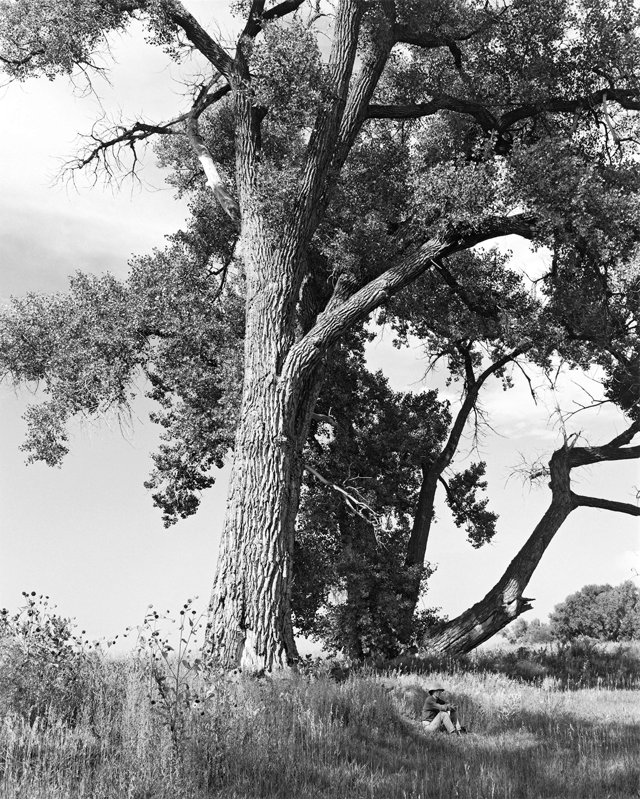 Robert Adams, Cottonwoods book, Beautiful photography, Joshua Adams, 2060x2560 HD Phone