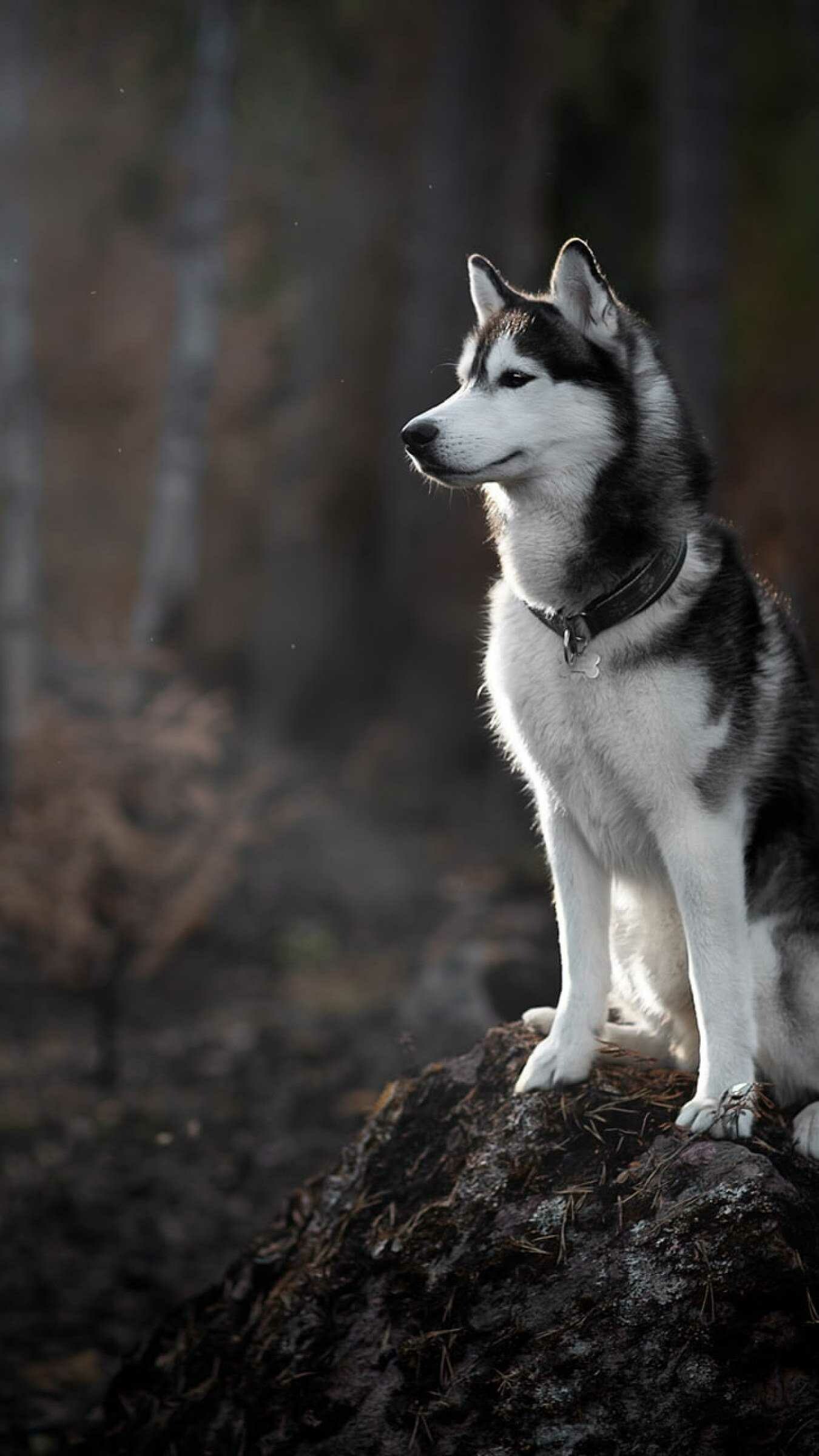 4K dog wallpaper, Beautiful details, High-definition image, Immersive presence, 1350x2400 HD Phone