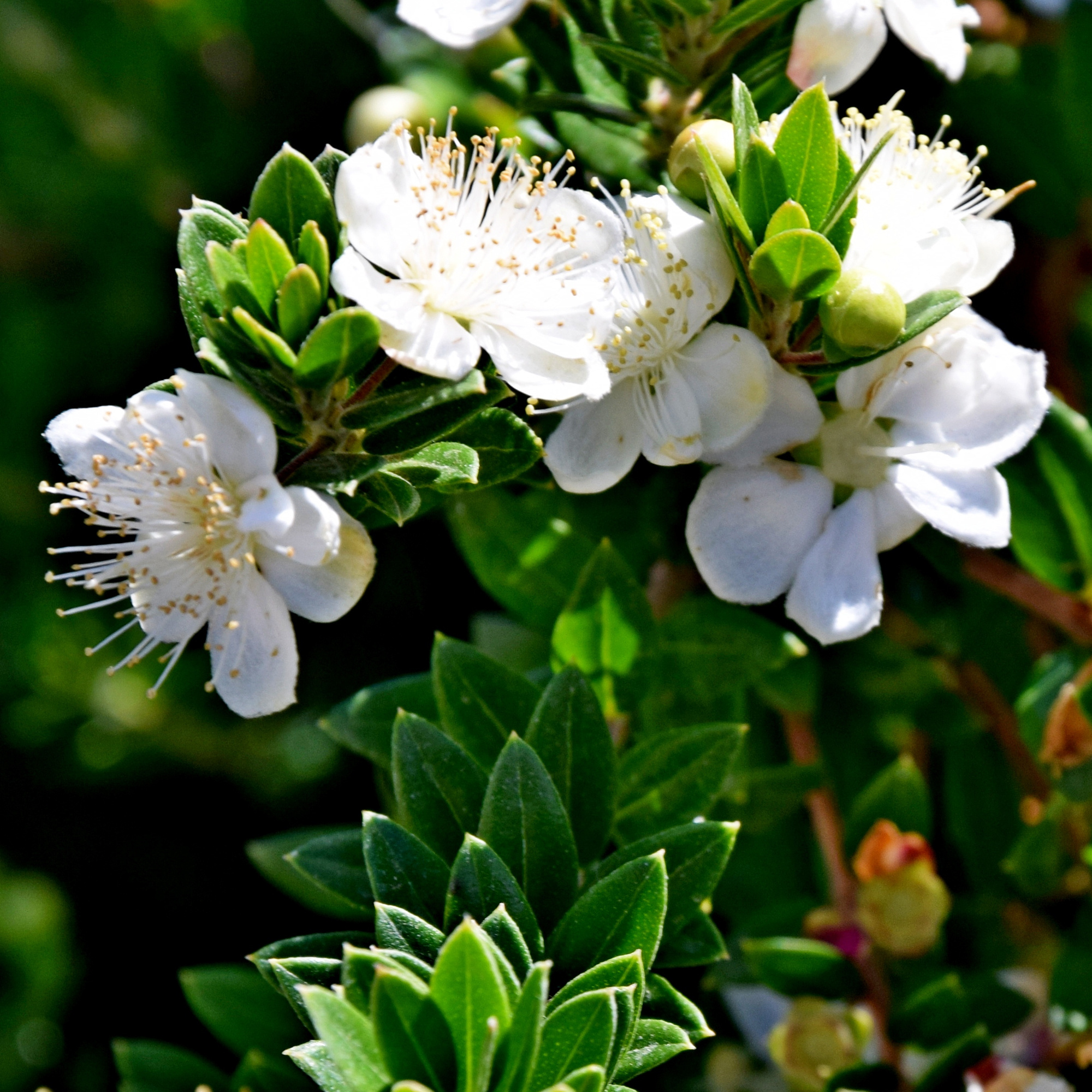 Myrtle Herb, Free download images, Botanical beauty, Natural treasure, 2000x2000 HD Phone