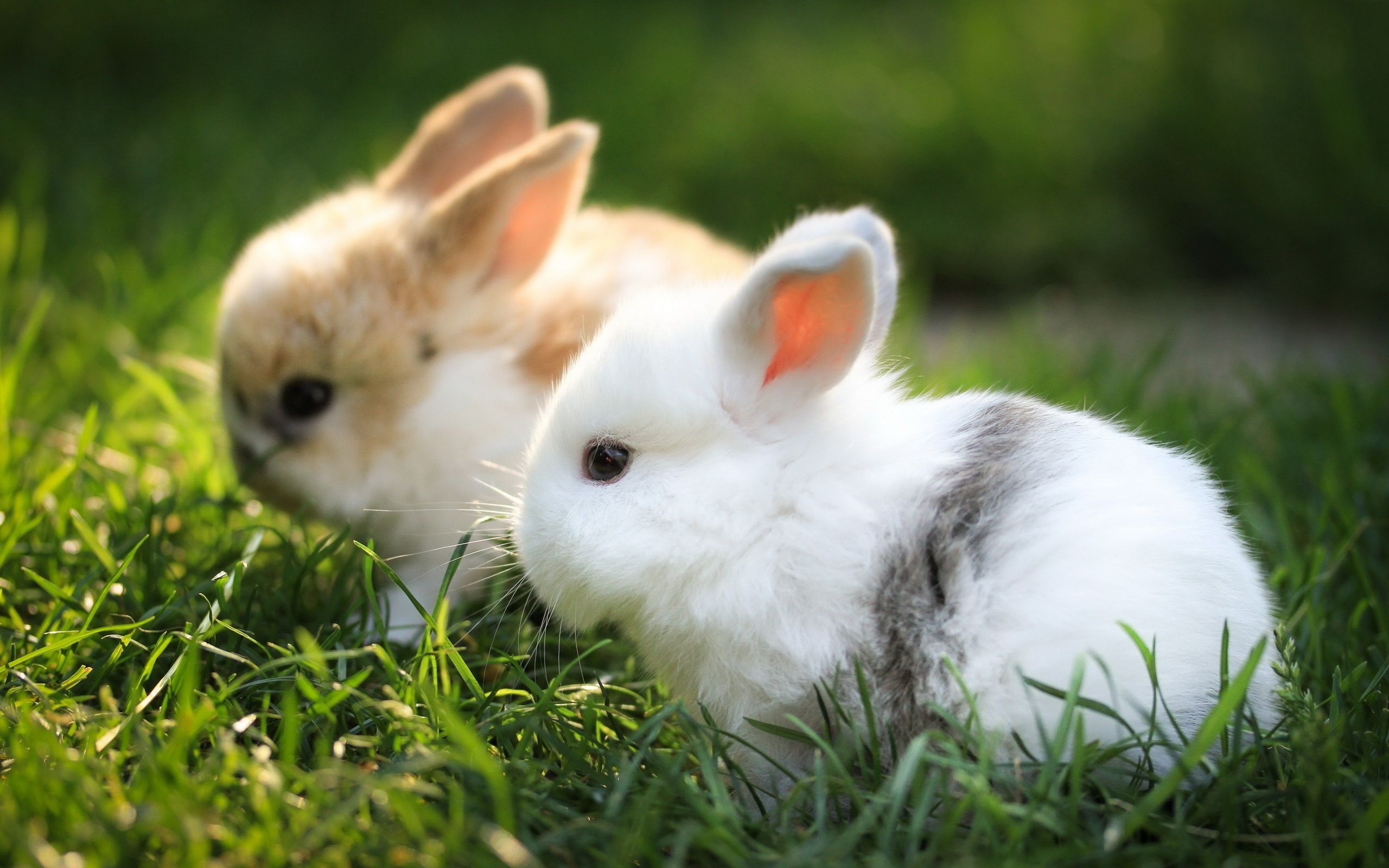 Bunny, Cute bunnies, 4K wallpapers, Adorable animals, 2560x1600 HD Desktop