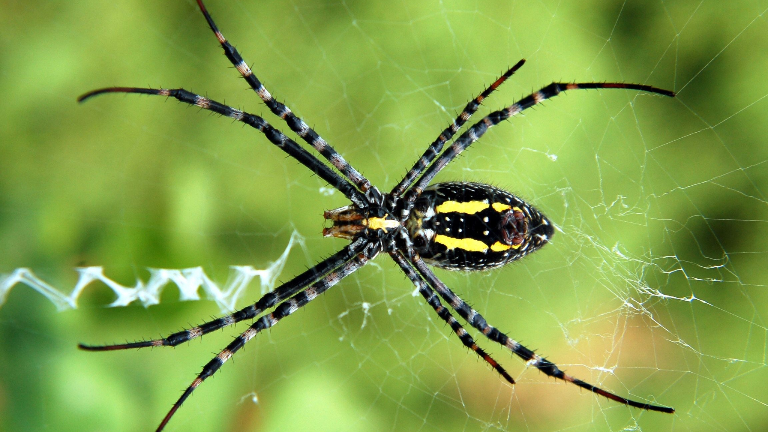 Spider, HD wallpapers, Arachnid beauty, Visual fascination, 2560x1440 HD Desktop