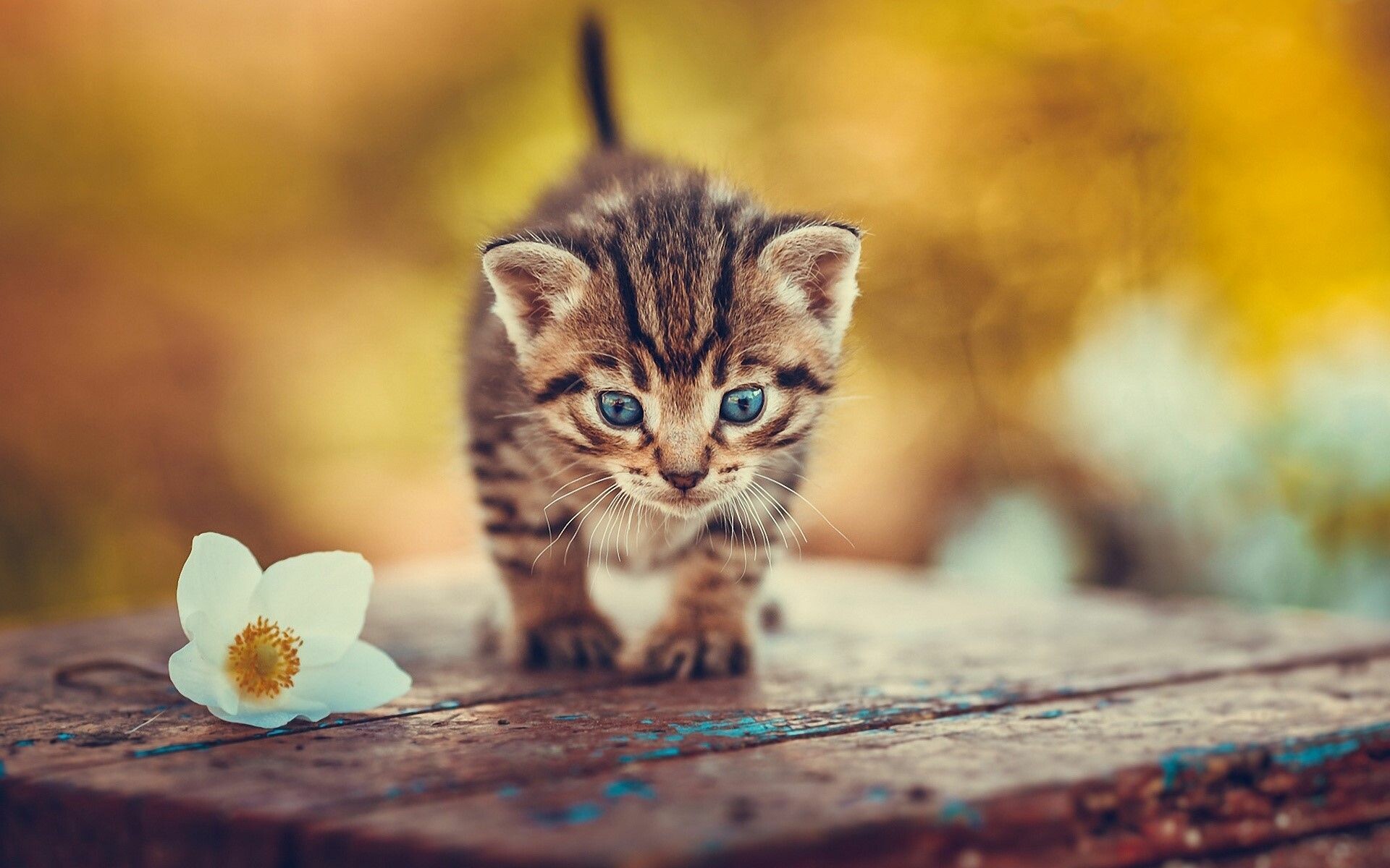 Country kitten charm, Serene landscapes, Rustic beauty, Farmyard cuteness, 1920x1200 HD Desktop