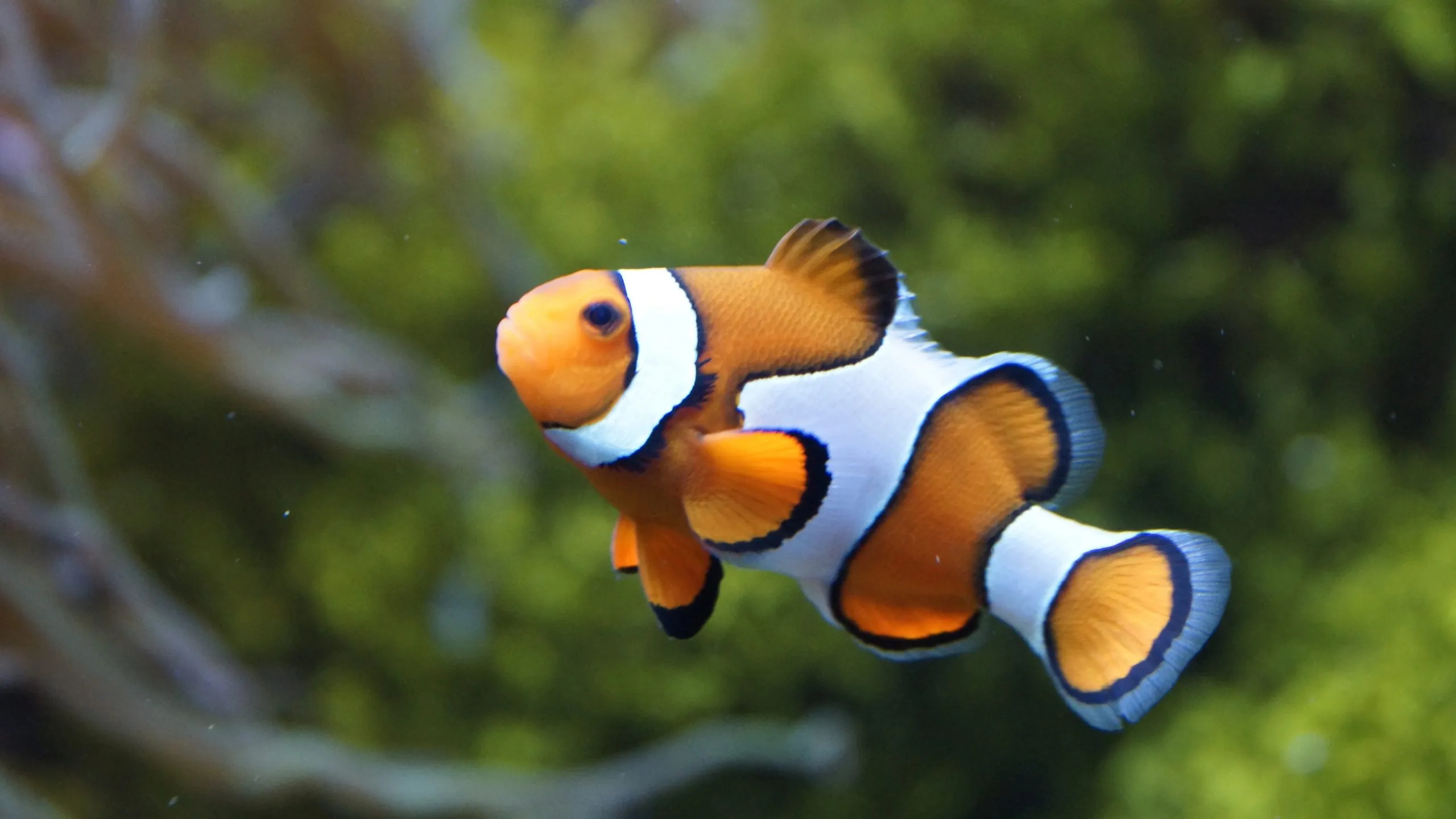 Clownfish, Food, Eat, Justagric, 2560x1440 HD Desktop