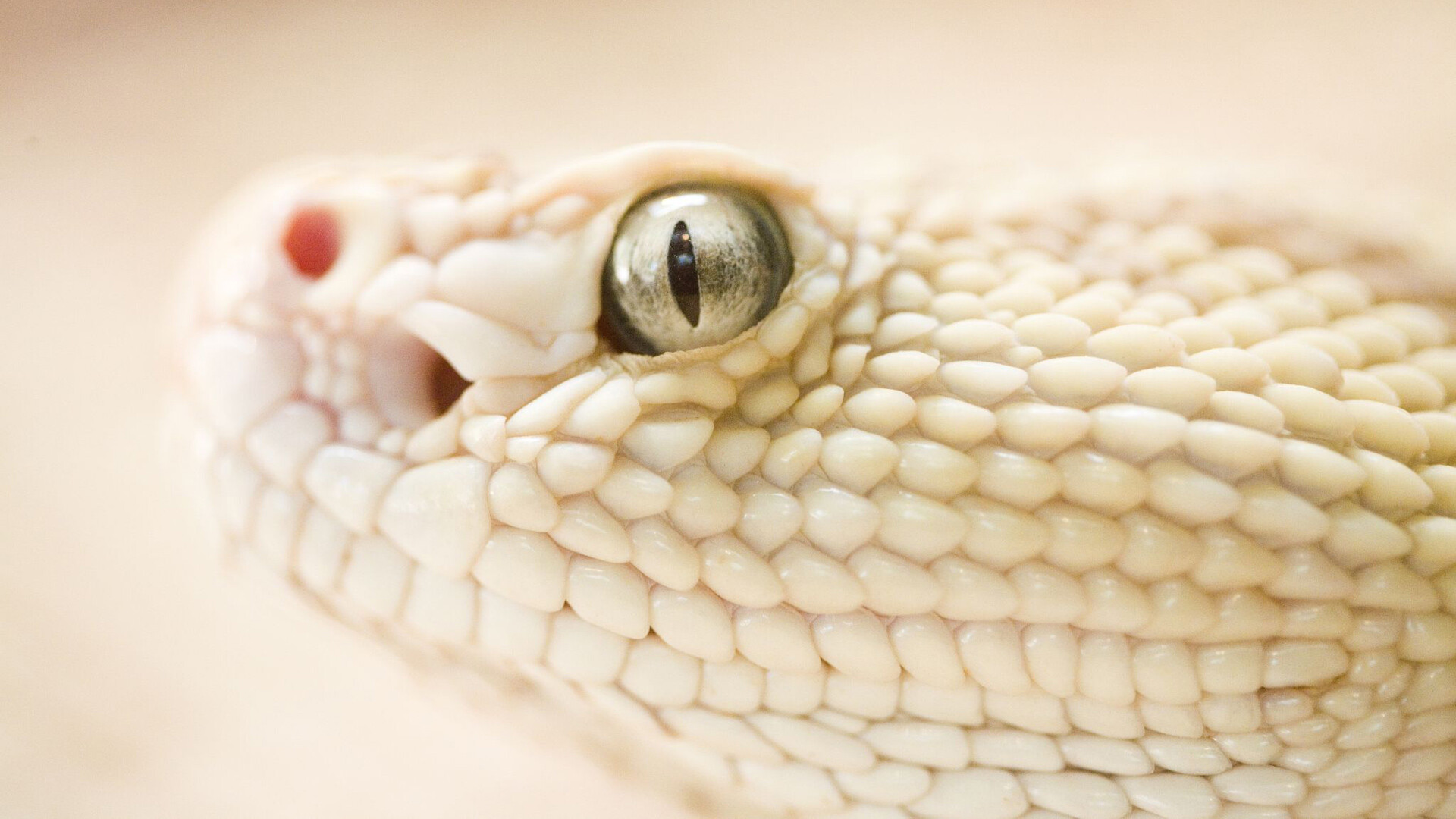 Snake HD wallpaper, Clear and vivid, Detailed reptilian scales, Close-up portrait, 1920x1080 Full HD Desktop