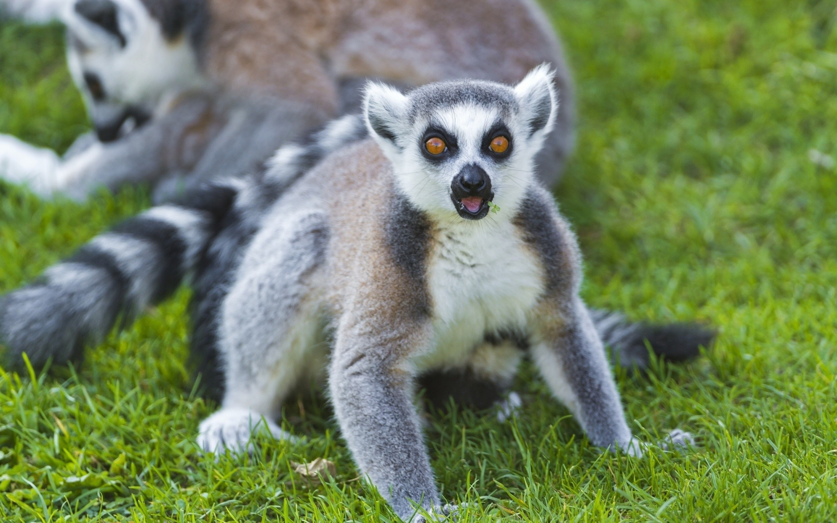 Lemur grass stare, Serene atmosphere, Tranquil environment, Peaceful scenery, 2880x1800 HD Desktop