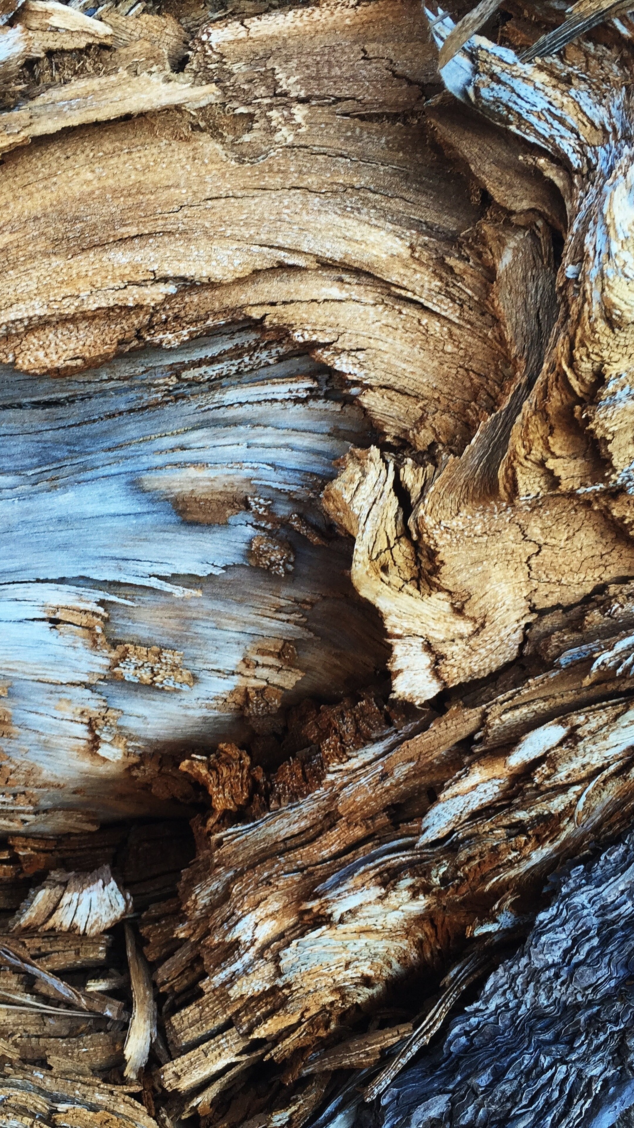 Tree bark patterns, Natural textures, Sony Xperia wallpapers, HD backgrounds, 2160x3840 4K Phone