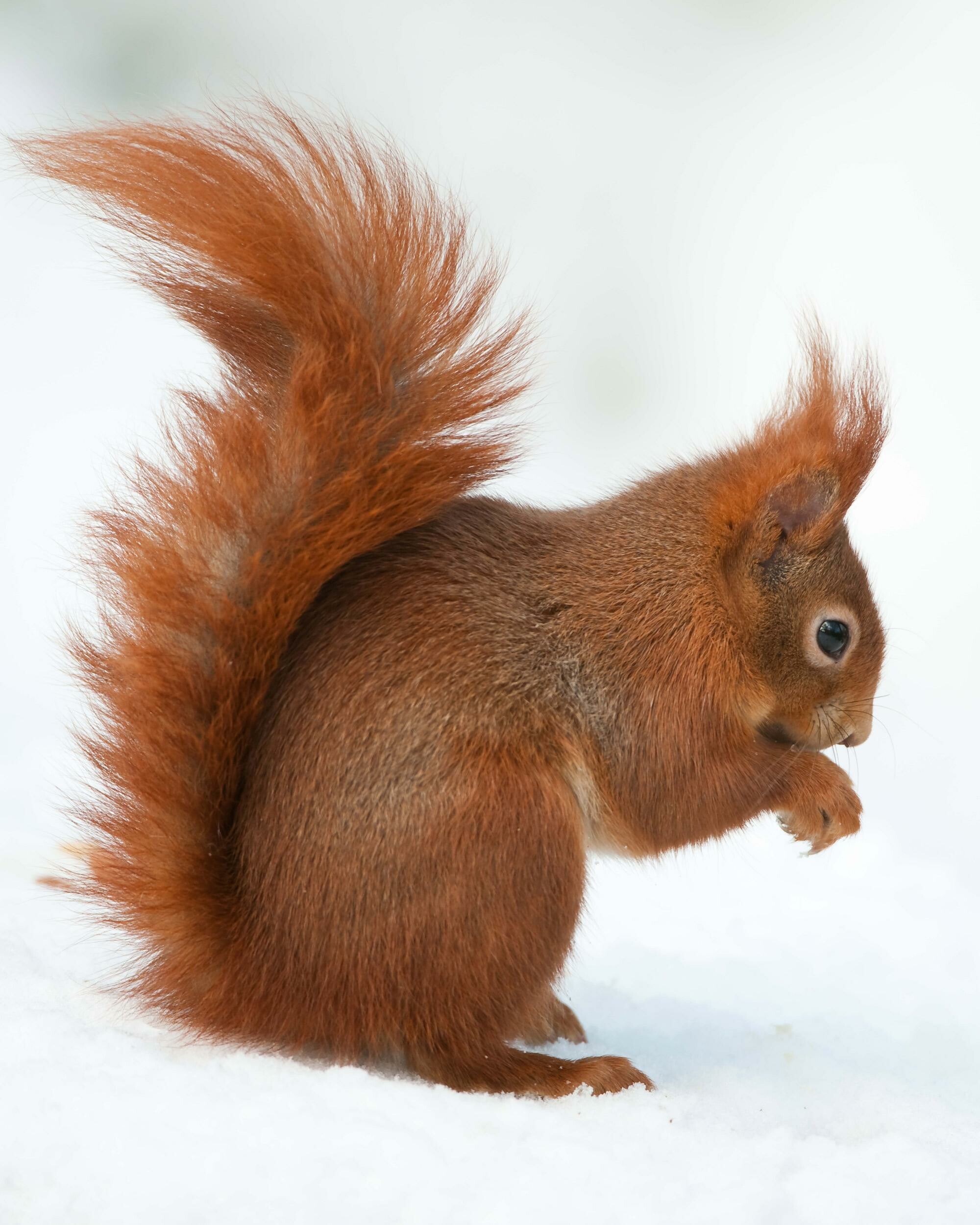 Red squirrel wonders, High-definition beauty, Vibrant colors, Nature's delight, 2000x2500 HD Phone