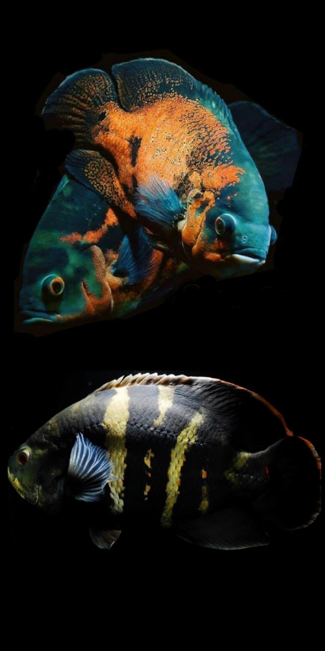 Oscar fish wallpapers, Colorful and exotic, Tropical wonders, Beautiful freshwater species, 1080x2160 HD Phone