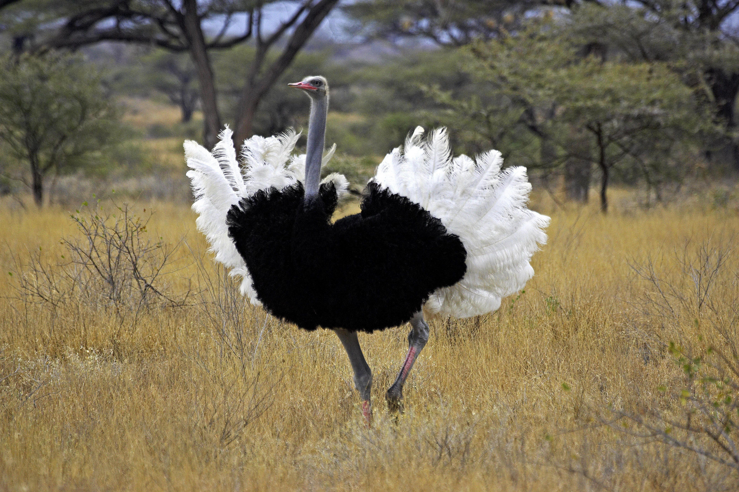 Extraordinary viral video, Woman cuddles ostrich, Unusual bond, Internet sensation, 2500x1670 HD Desktop