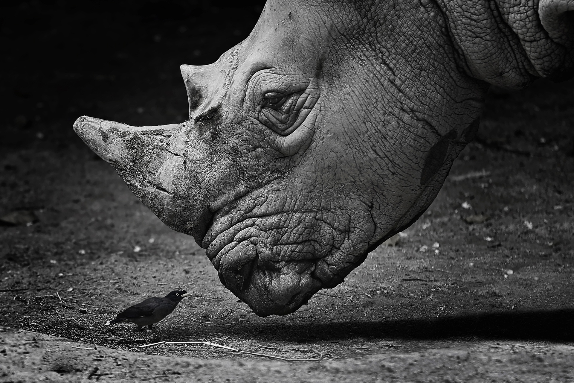 Various rhino wallpapers, Rhino images collection, Rhino-themed wallpapers, Rhino picture assortment, 1920x1280 HD Desktop