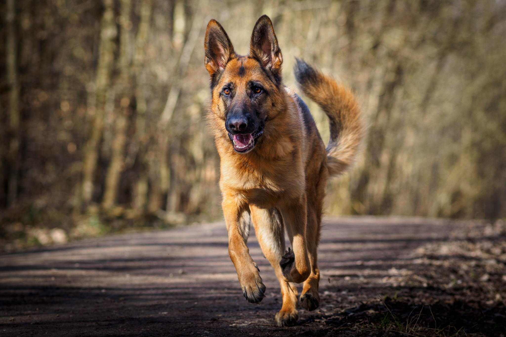 German Shepherd, German Shepherd wallpapers, Expert, 2050x1370 HD Desktop