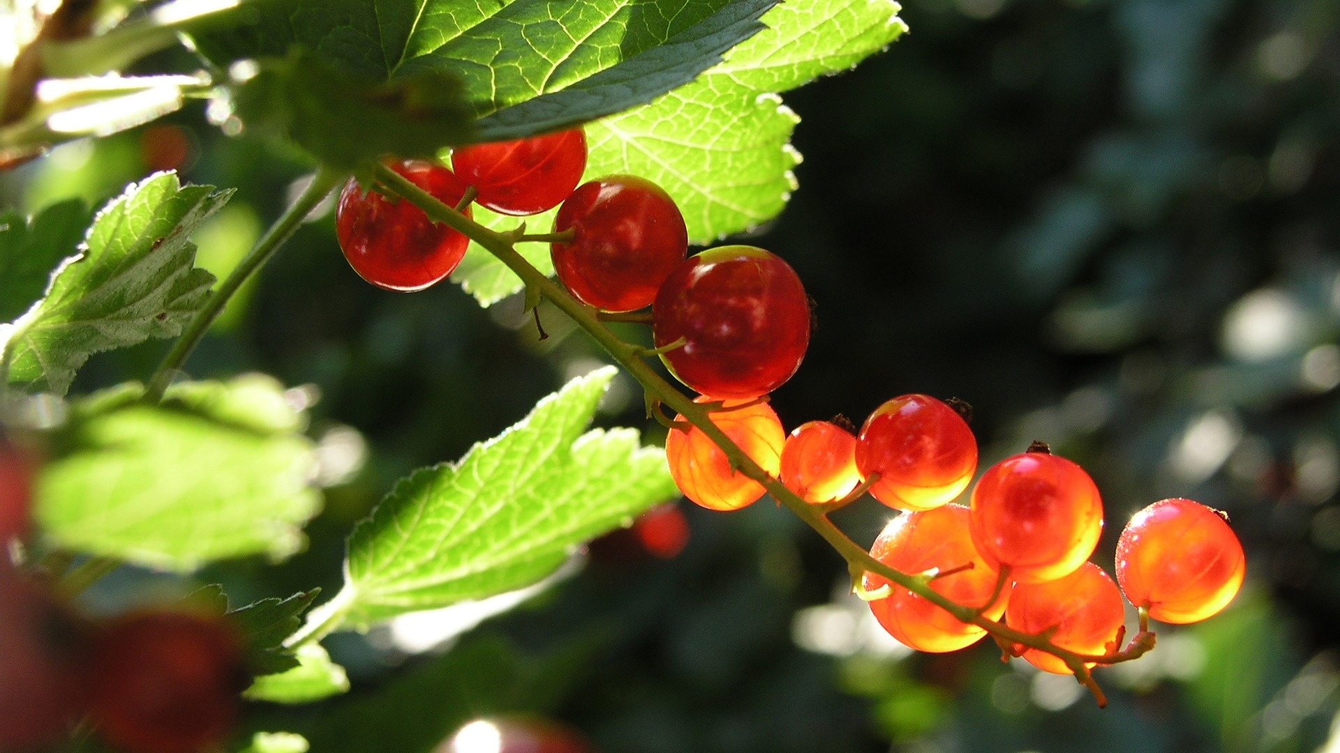 Red currant, Eyecandy, XFCE desktop, 1920x1080 Full HD Desktop