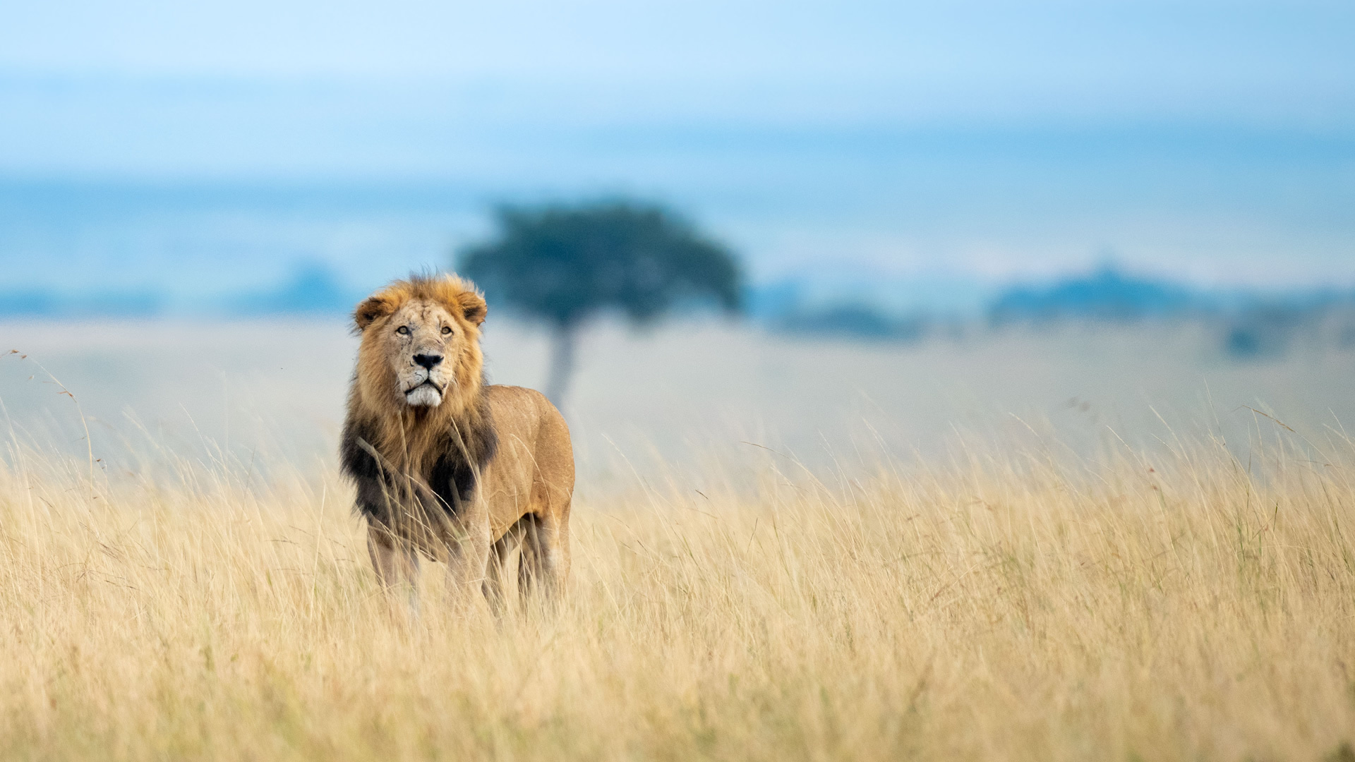 Maasai Mara National Reserve, Game reserve, Wildlife sanctuary, Natural wonders, 1920x1080 Full HD Desktop