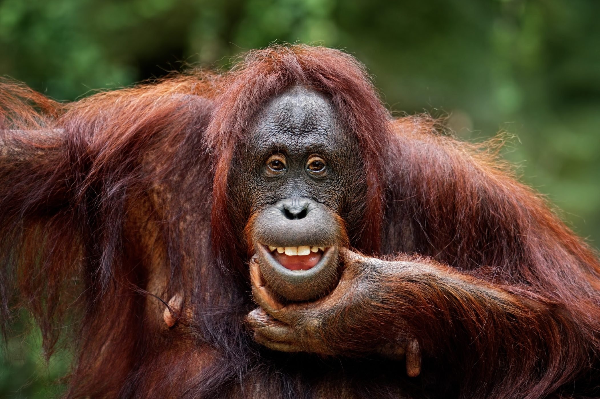 Smiling orangutan portrait, Hand resting on chin, Lush green foliage, HD Desktop wallpaper