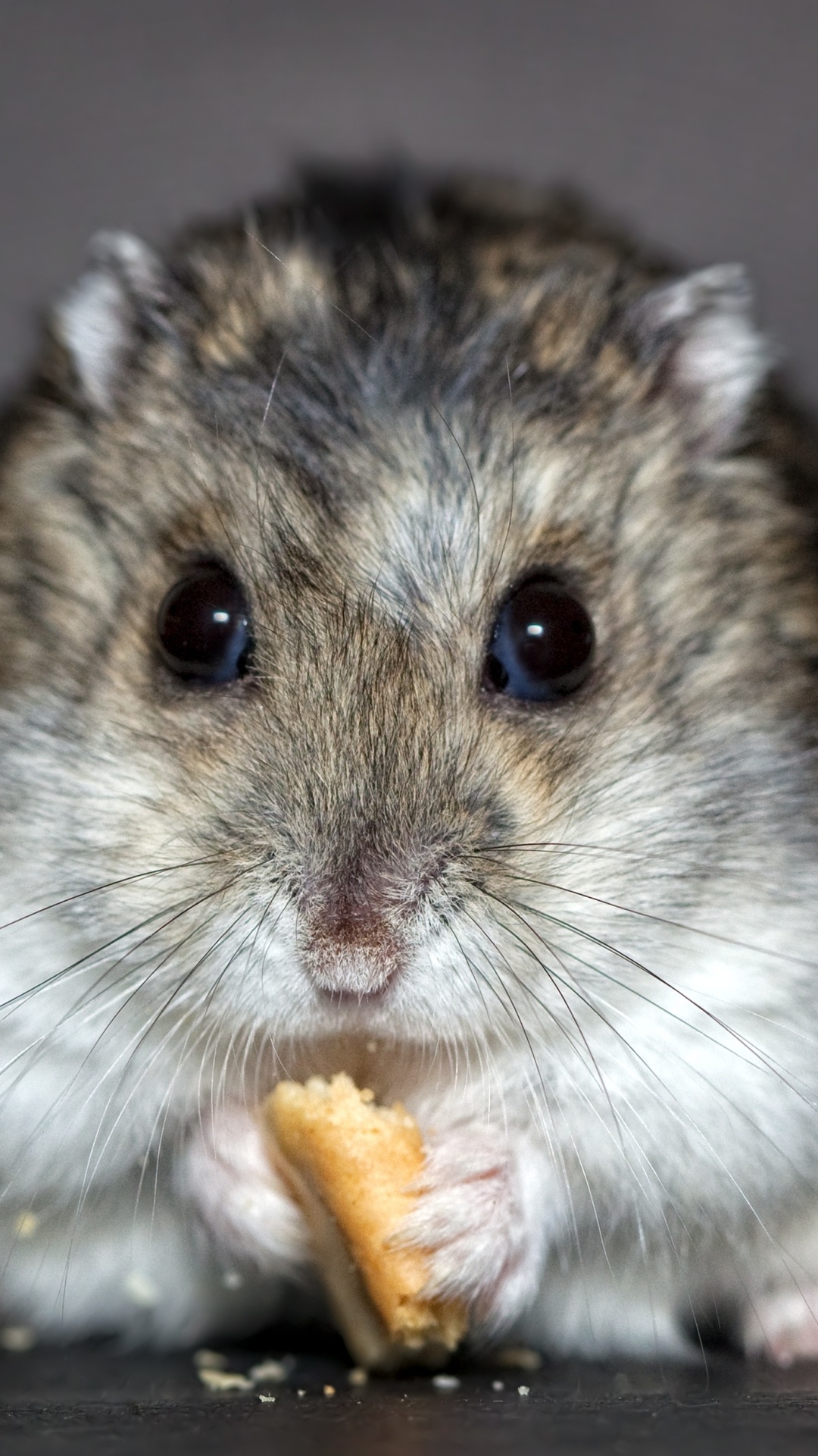 Hamster photography, Animal hamster, Whiskers and fur, Hamster in focus, 1080x1920 Full HD Phone
