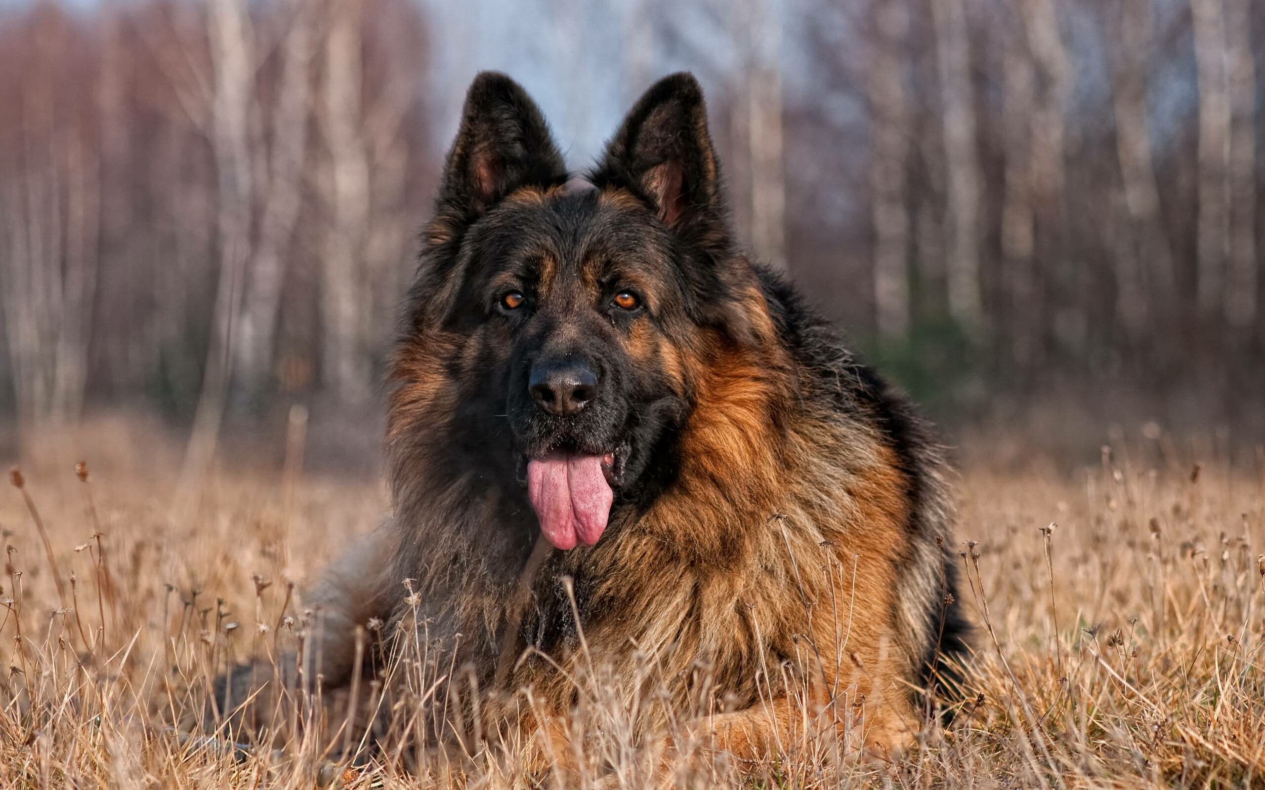 German Shepherd, German Shepherd 4k, Expert, 2560x1600 HD Desktop