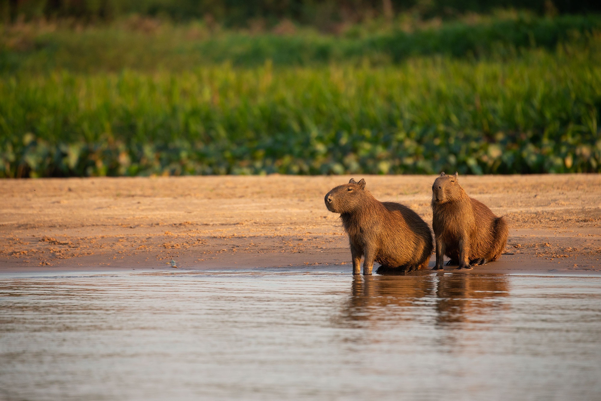 Couple, Capybaras Wallpaper, 2000x1340 HD Desktop