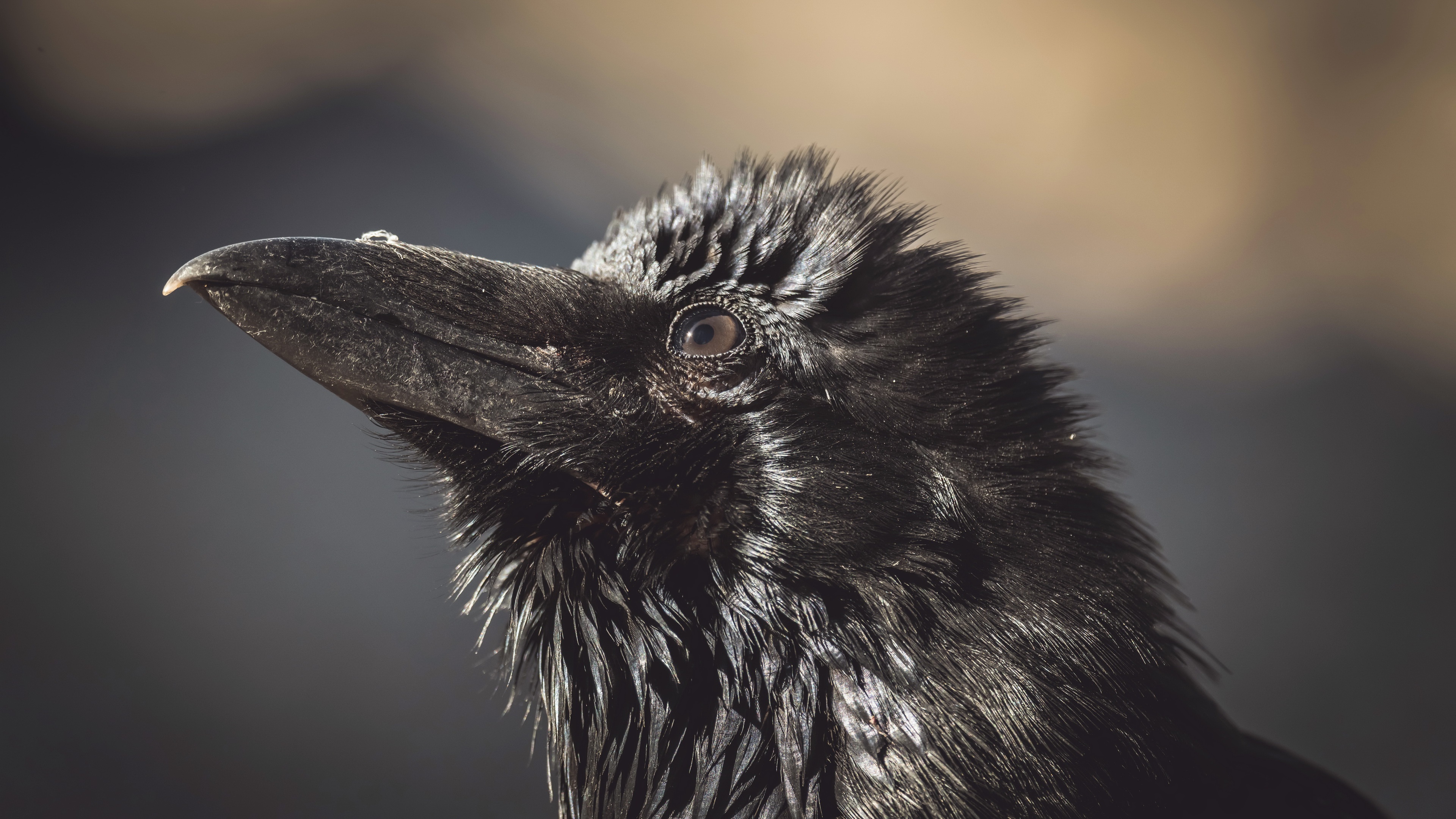 Beak, Crows Wallpaper, 3840x2160 4K Desktop