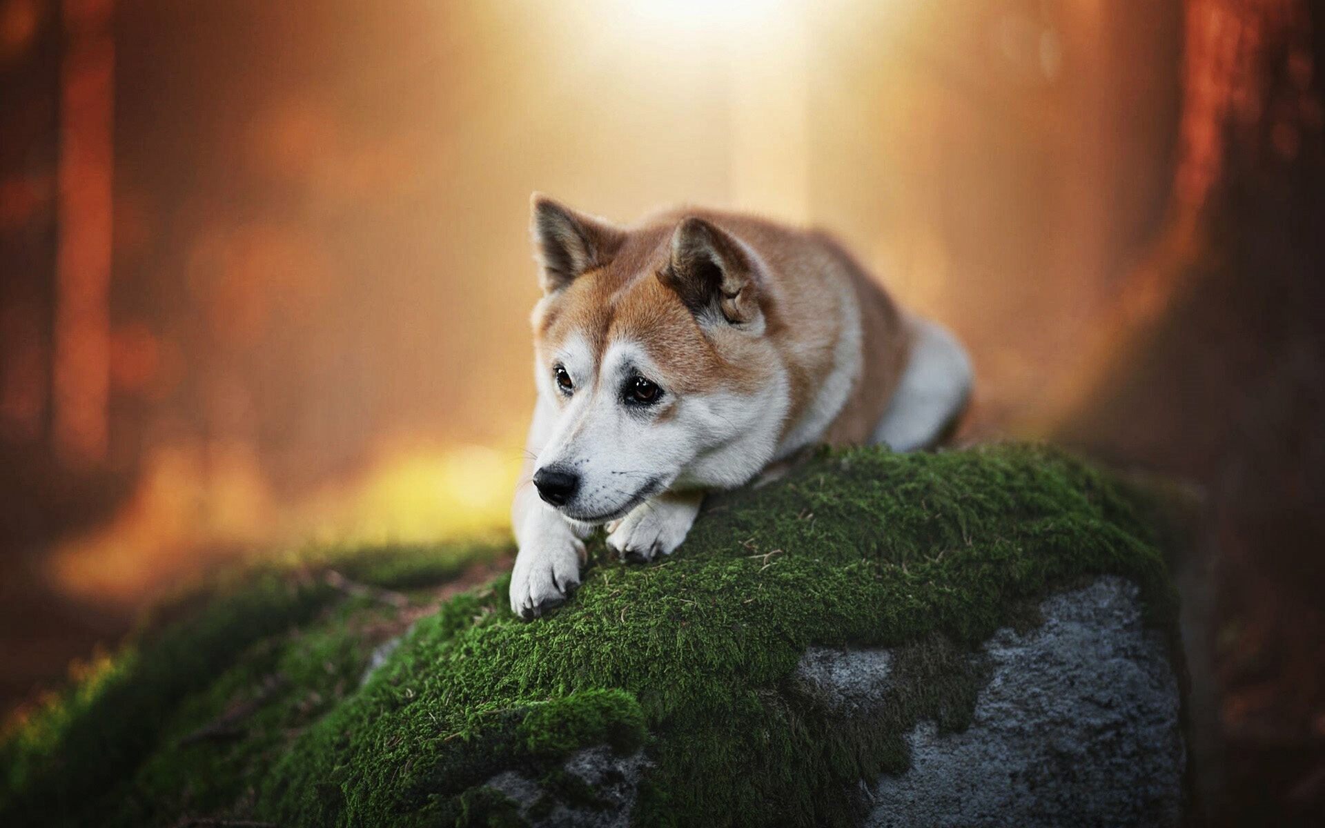 Bokeh, Sad dog, Forest scene, Cute pets, 1920x1200 HD Desktop