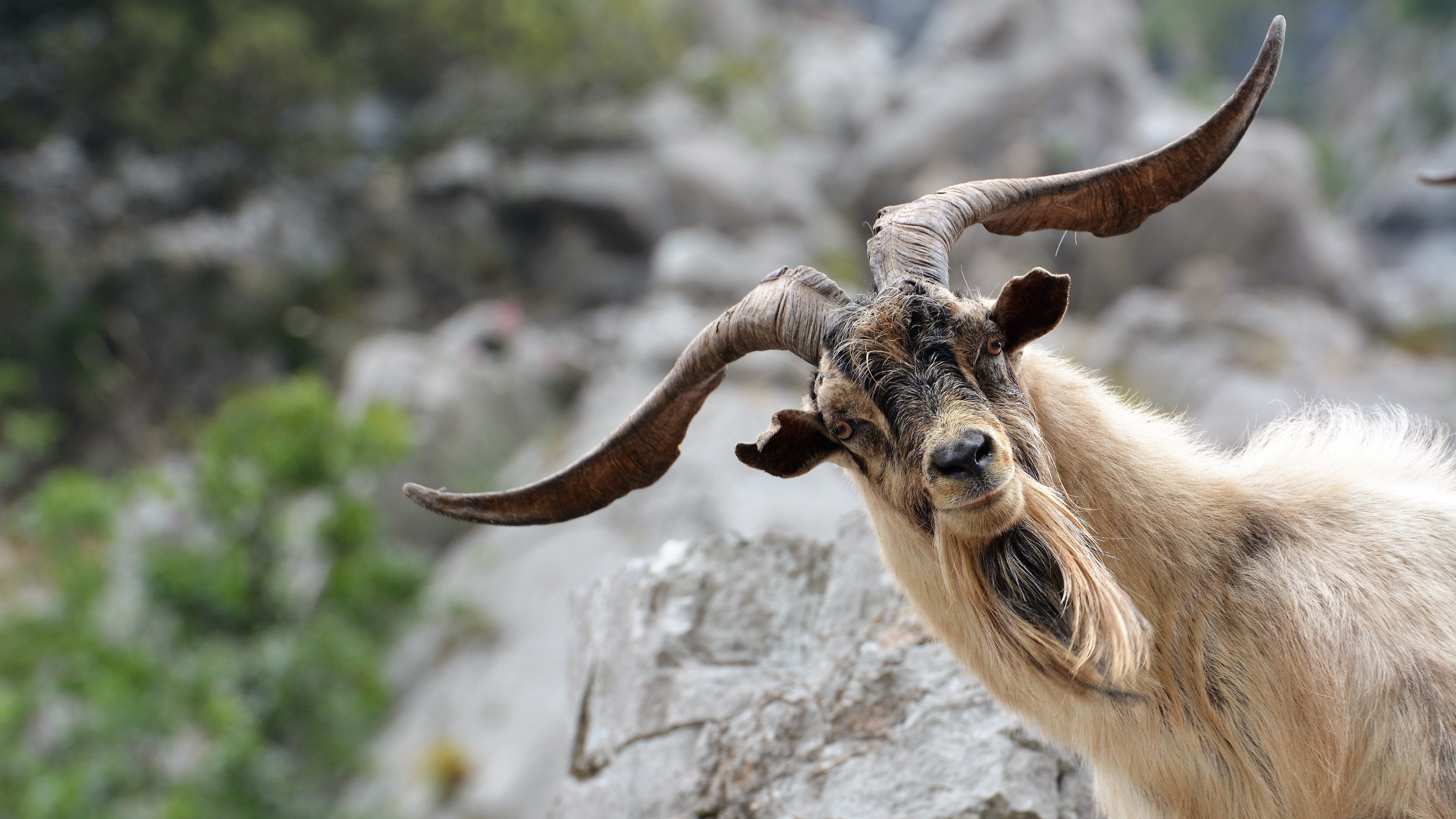 Funny goat, Hilarious antics, Laugh-out-loud moments, Amusing expressions, 3840x2160 4K Desktop