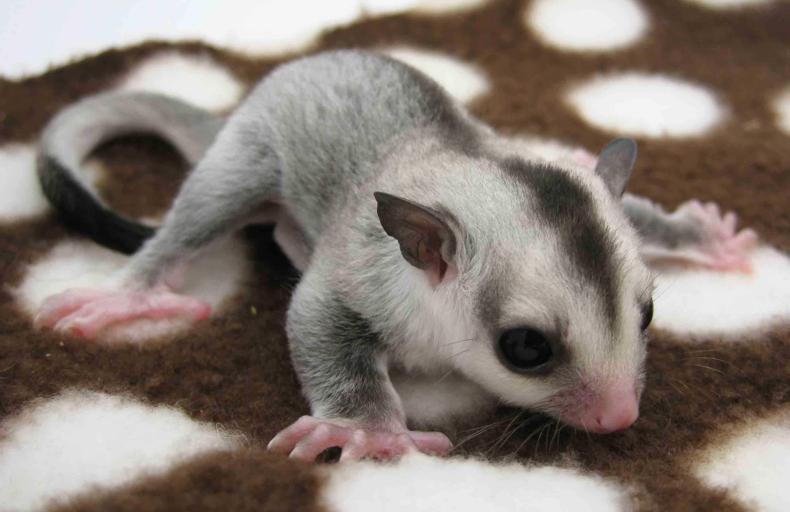 Sugar glider wallpapers, Nature's adorable, Wildlife wonders, Captivating moments, 2760x1790 HD Desktop