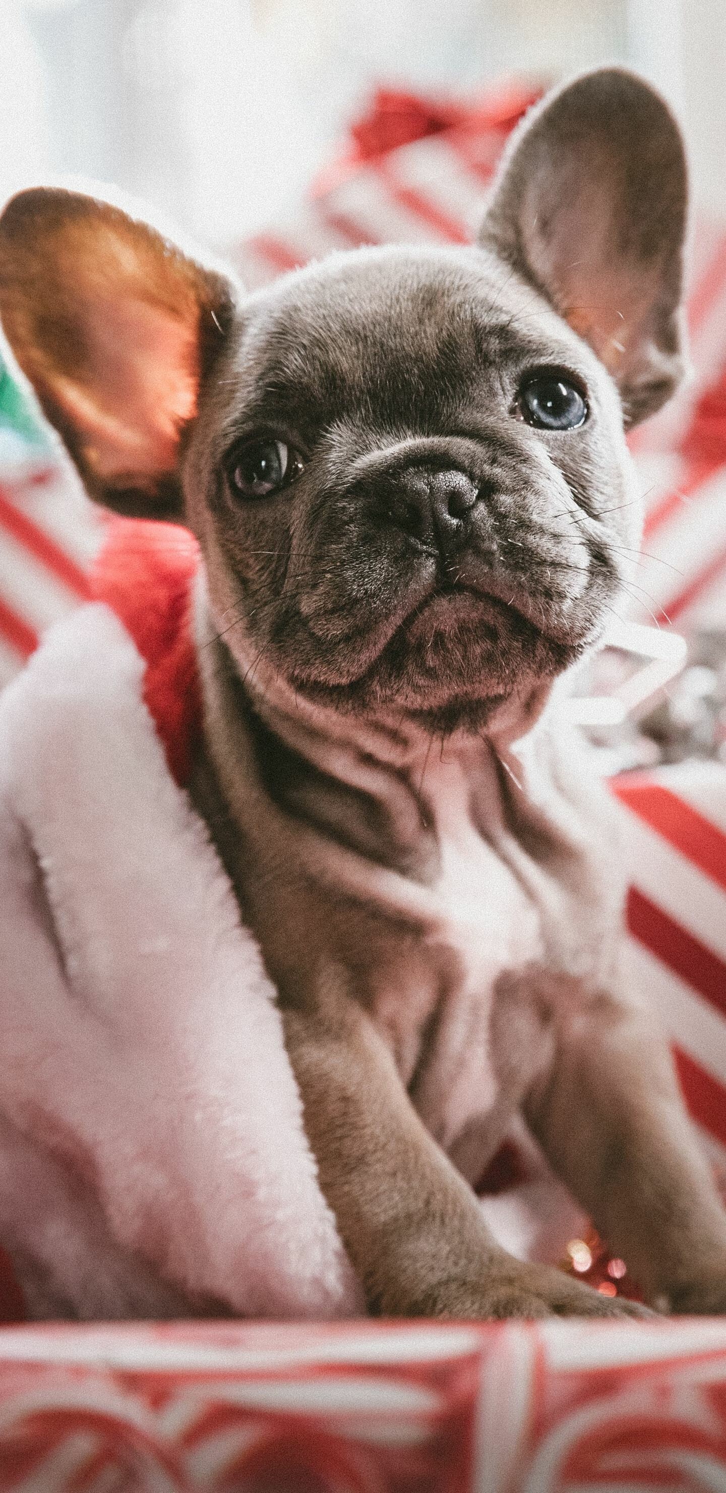 French Bulldog, Christmas wallpapers, Festive celebration, Holiday spirit, 1440x2960 HD Phone