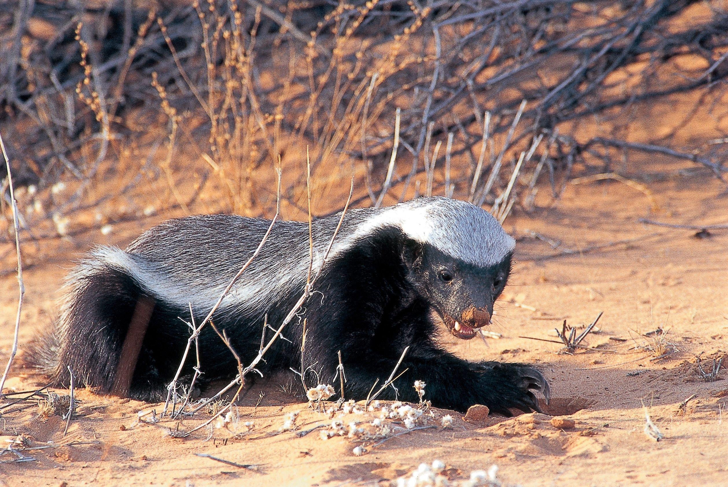 Stunning honey badger, Powerful predator, Nature's toughness, Striking animal wallpaper, 2520x1690 HD Desktop