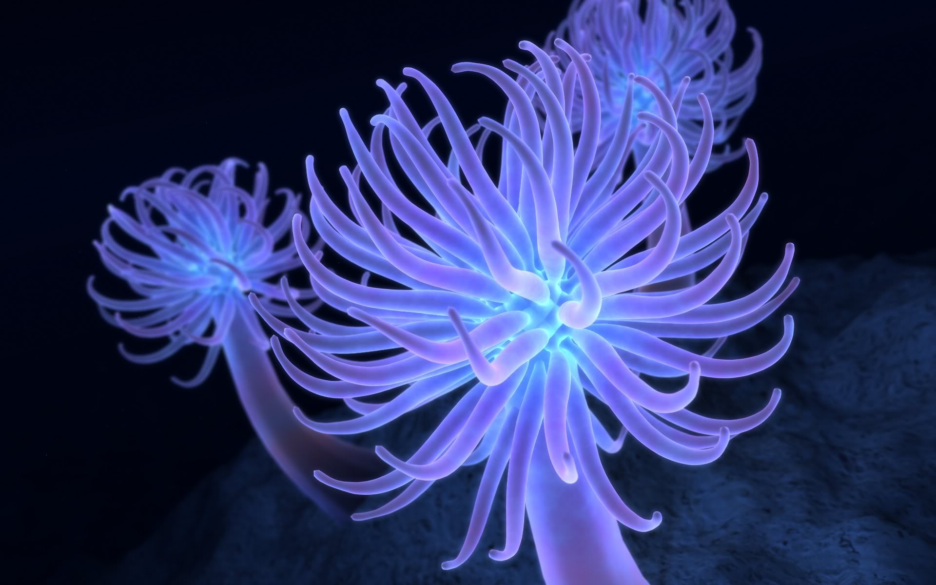 Anemone wallpapers, Top free backgrounds, 1920x1200 HD Desktop